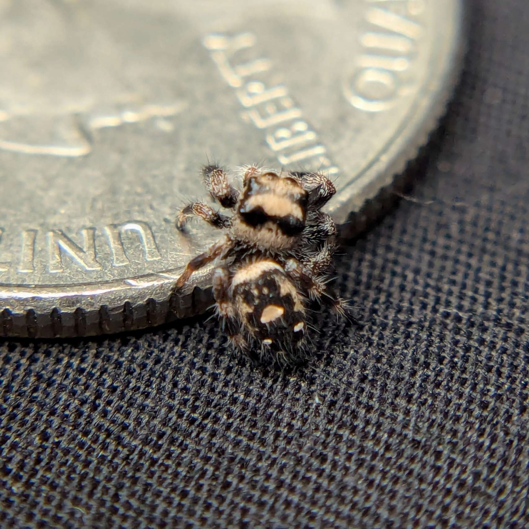 Regal Jumping Spider "Cutie"