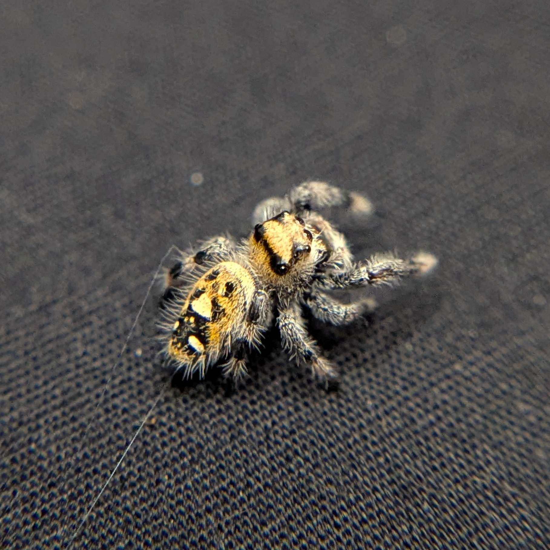 Regal Jumping Spider "Bell"