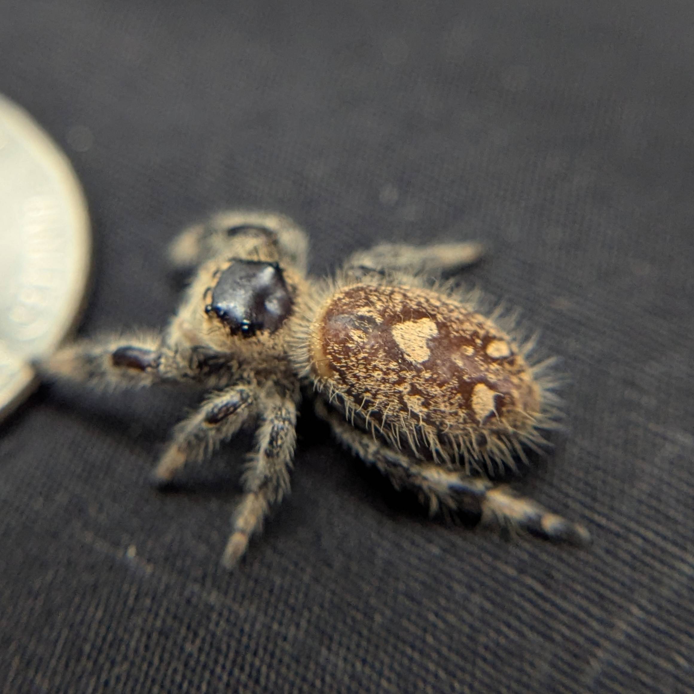 Regal Jumping Spider "Cake"
