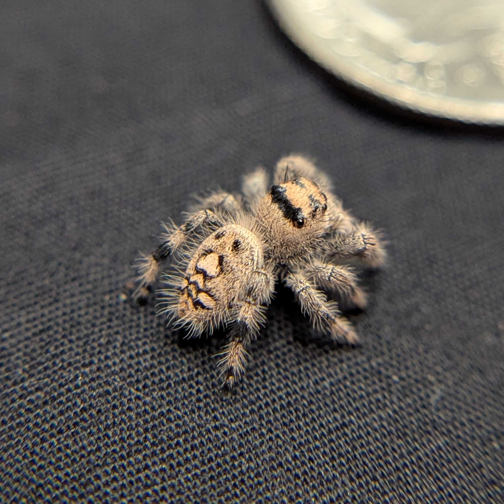 Regal Jumping Spider "Crepe"