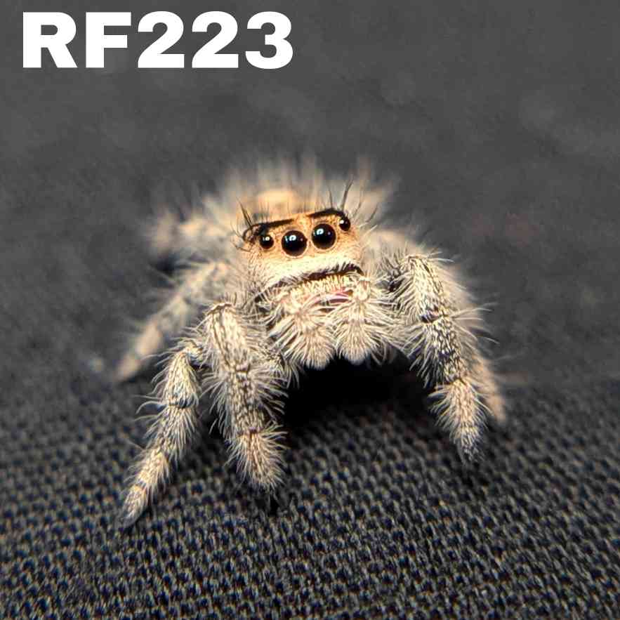 Regal Jumping Spider "Lava"