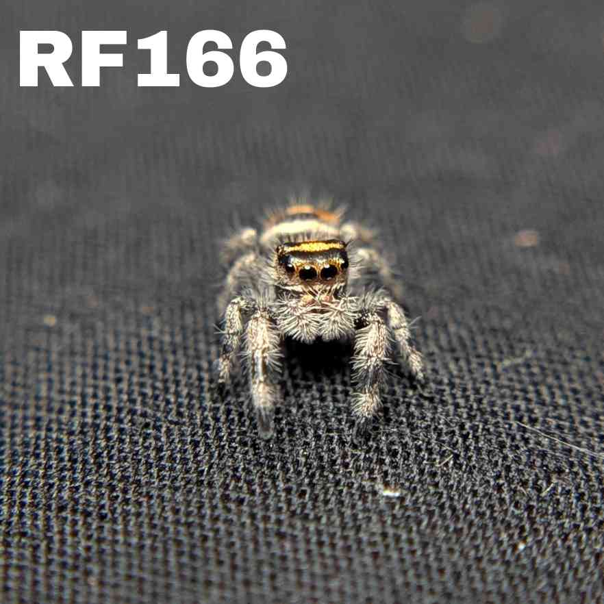 Regal Jumping Spider "Pinto"