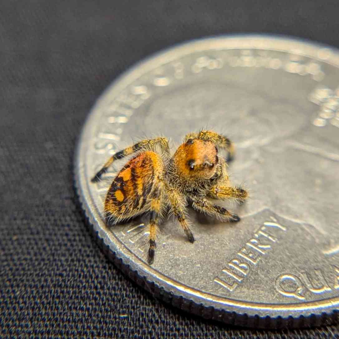 Regal Jumping Spider "Sunset"