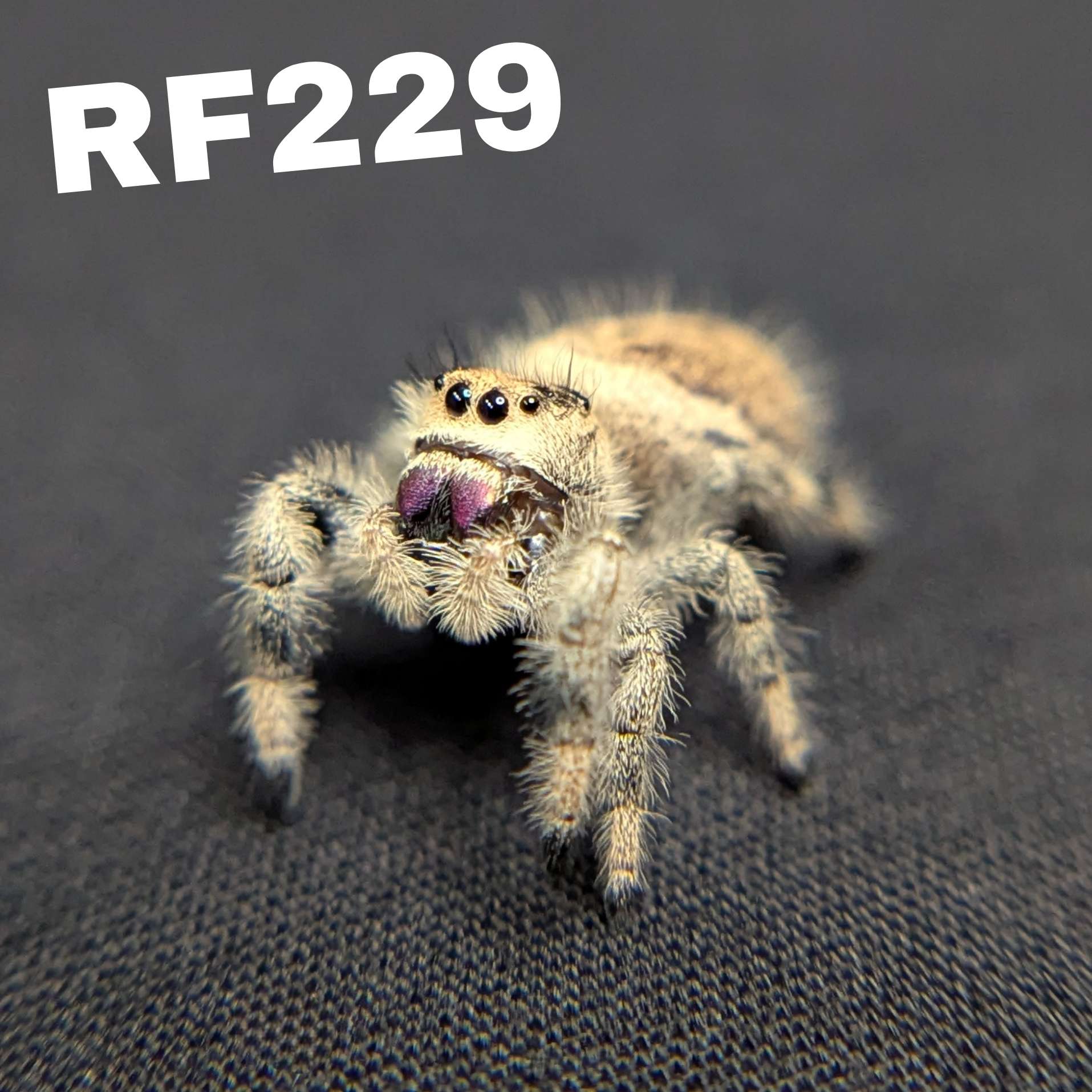 Regal Jumping Spider "Pixie"