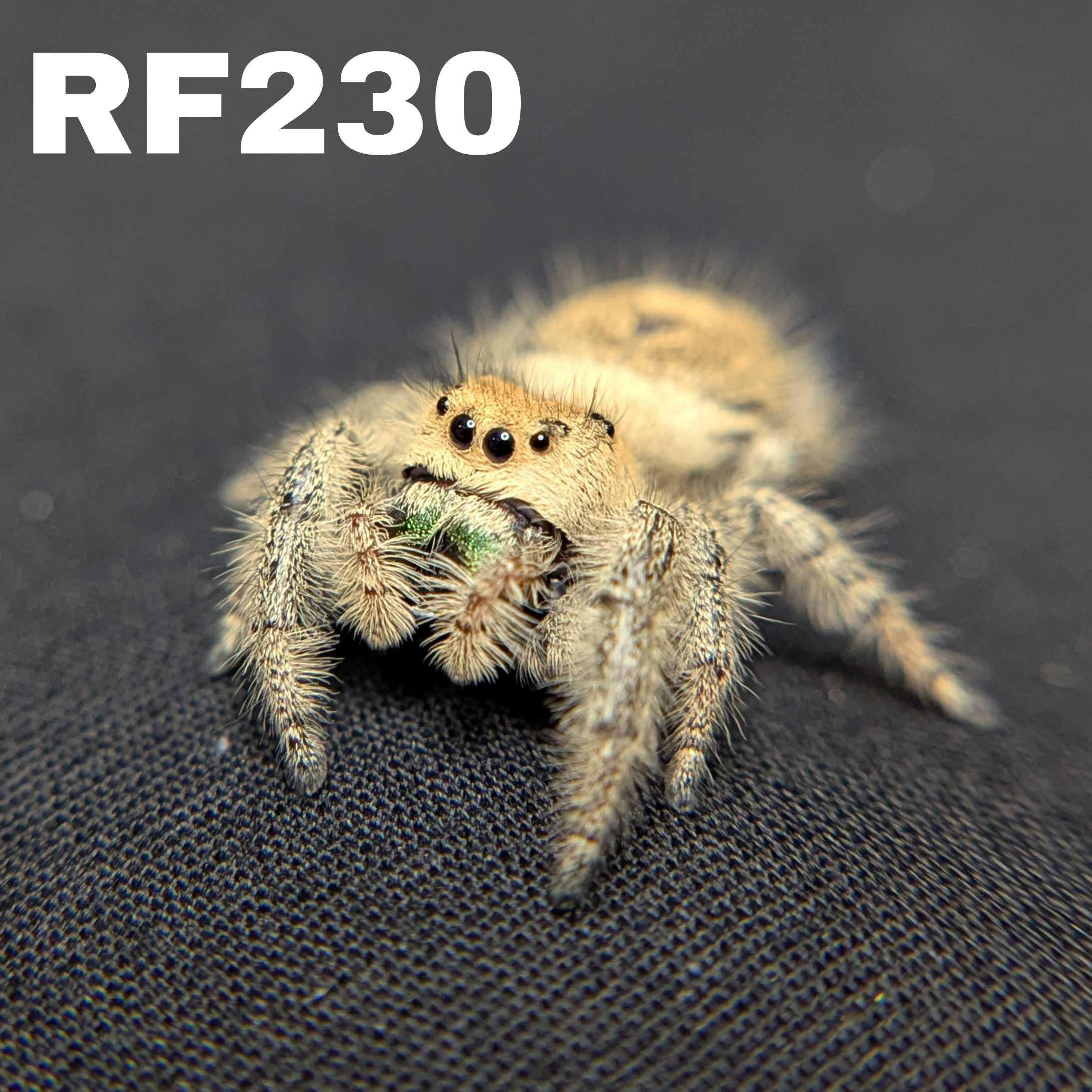 Regal Jumping Spider "Green Apple"