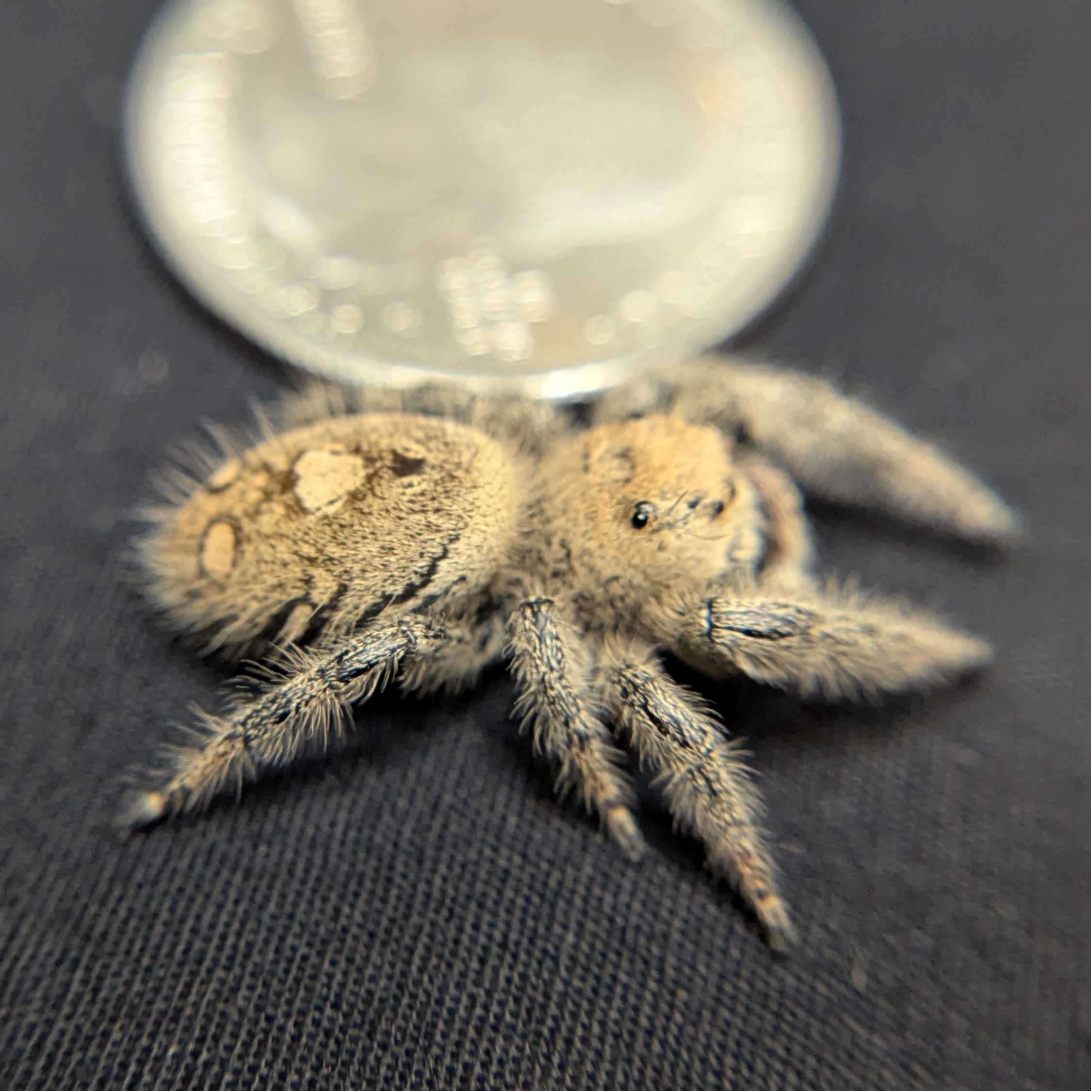 Regal Jumping Spider "Green Apple"