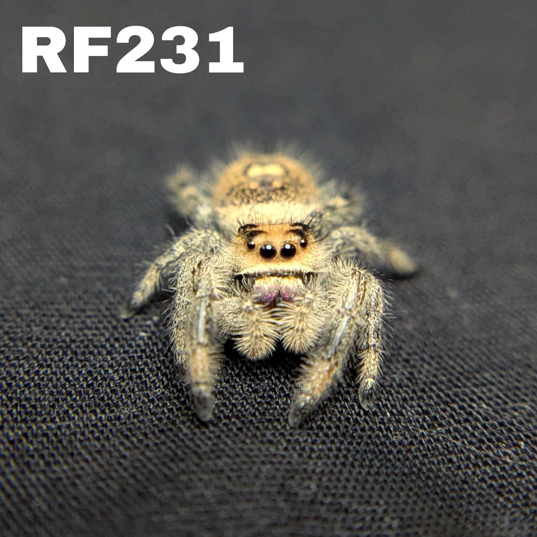 Regal Jumping Spider "Fig"