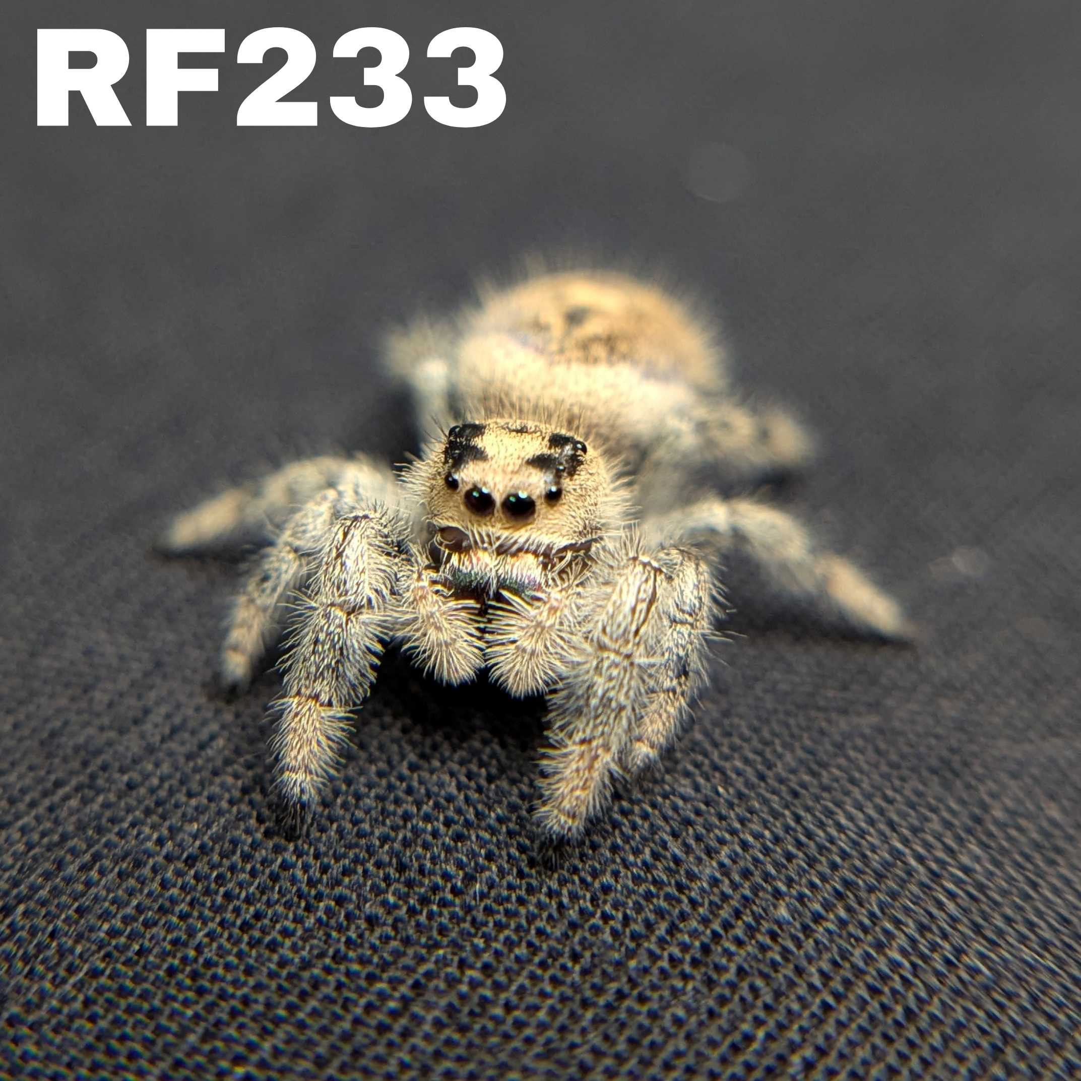 Regal Jumping Spider "Dandelion"