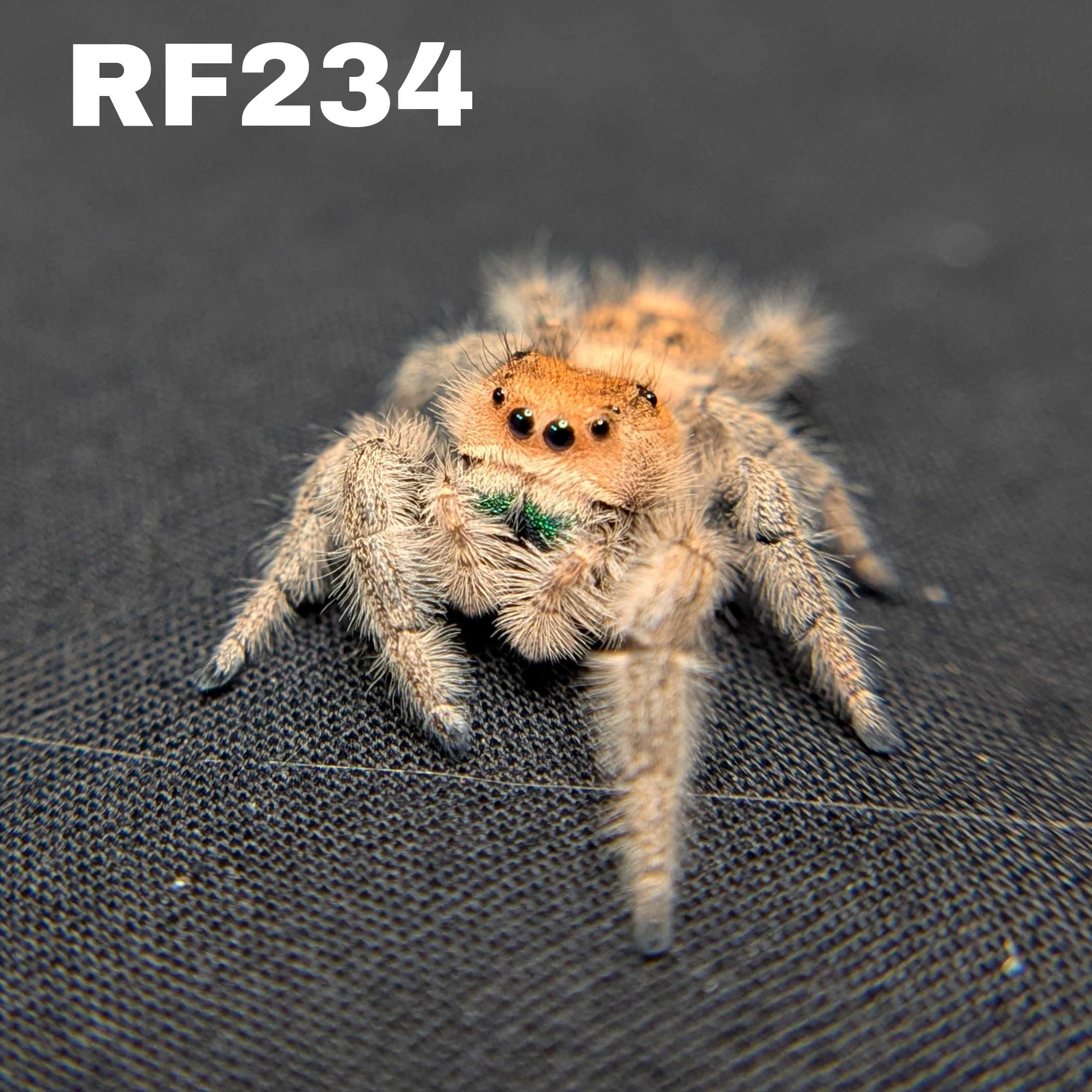 Regal Jumping Spider "Jade"
