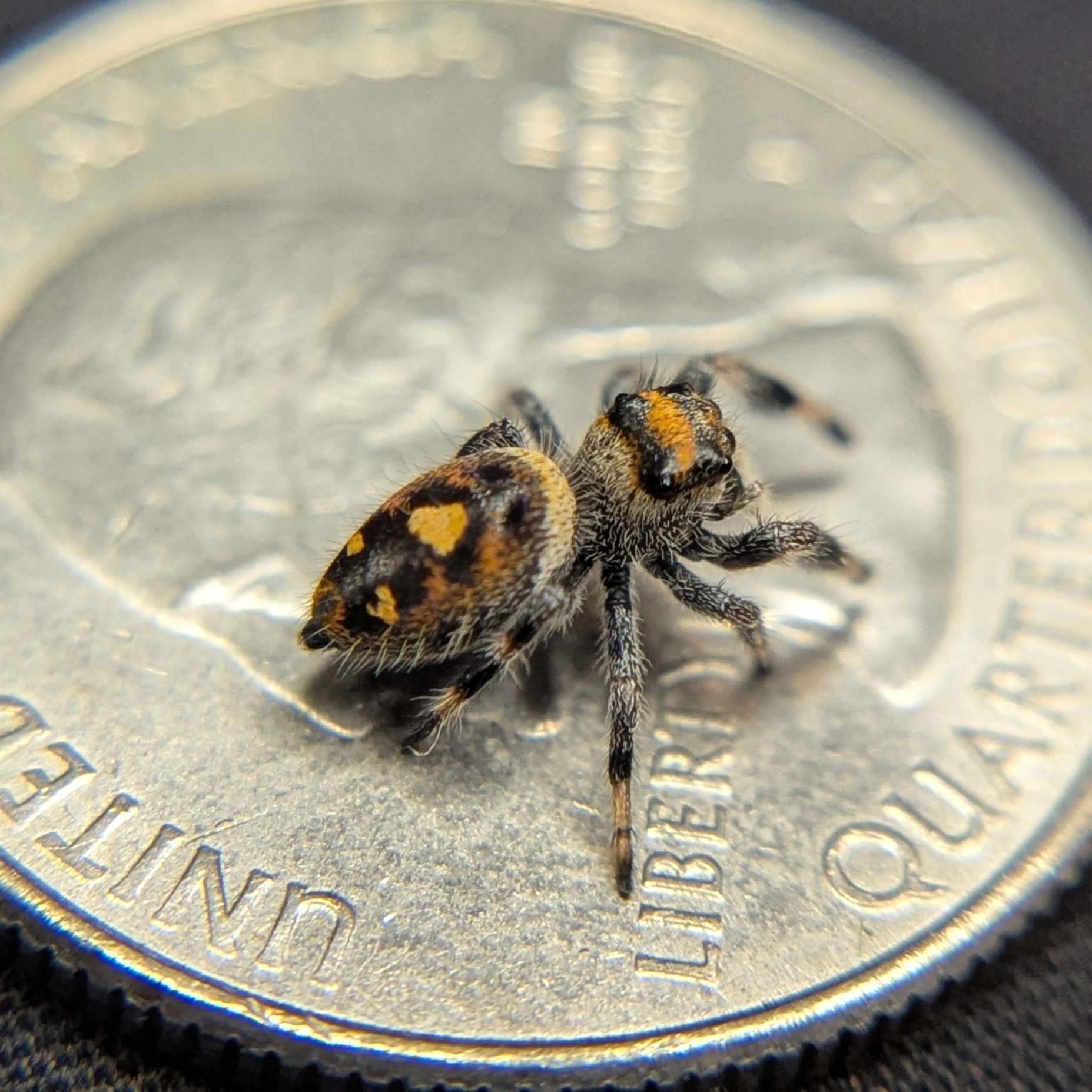 Regal Jumping Spider "Cornbread"
