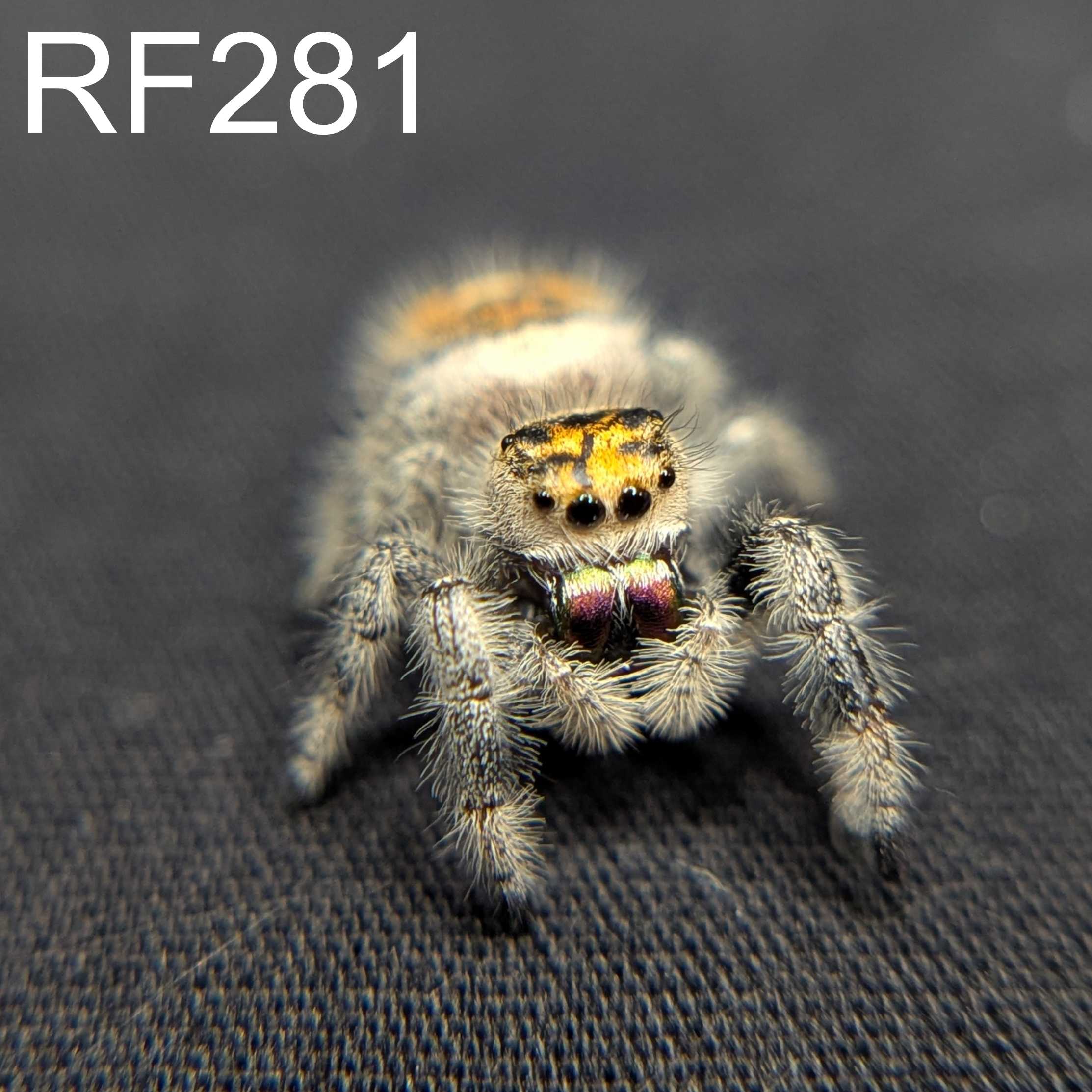 Regal Jumping Spider "Buttersizzle"