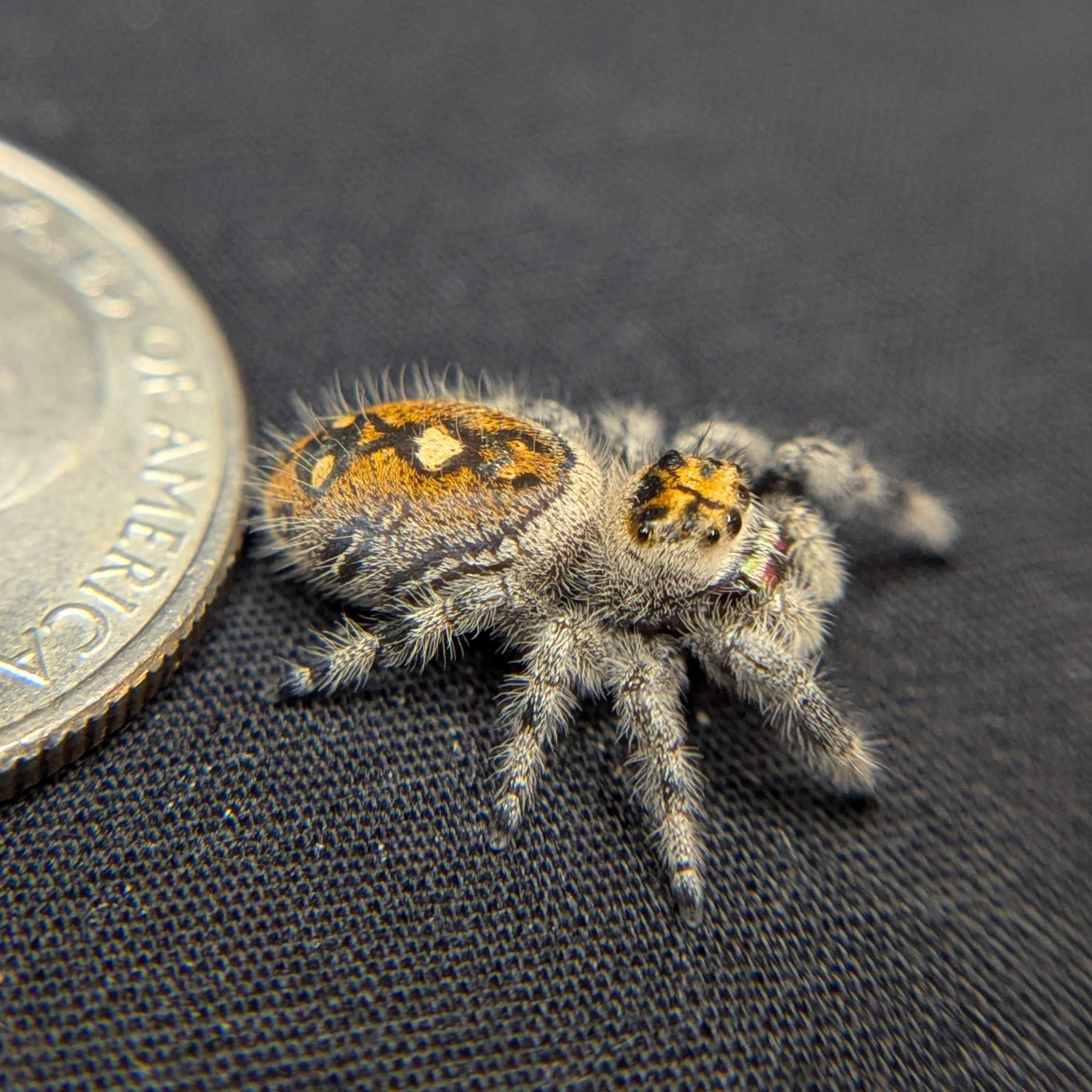 Regal Jumping Spider "Buttersizzle"