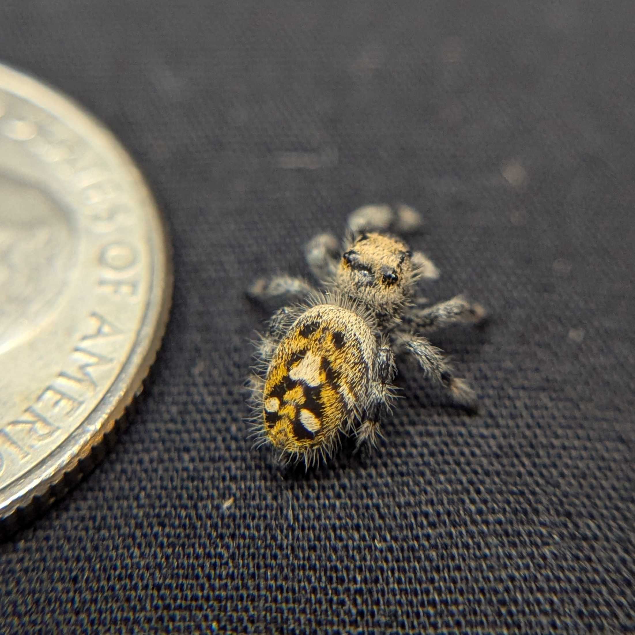 Regal Jumping Spider “Magnolia”