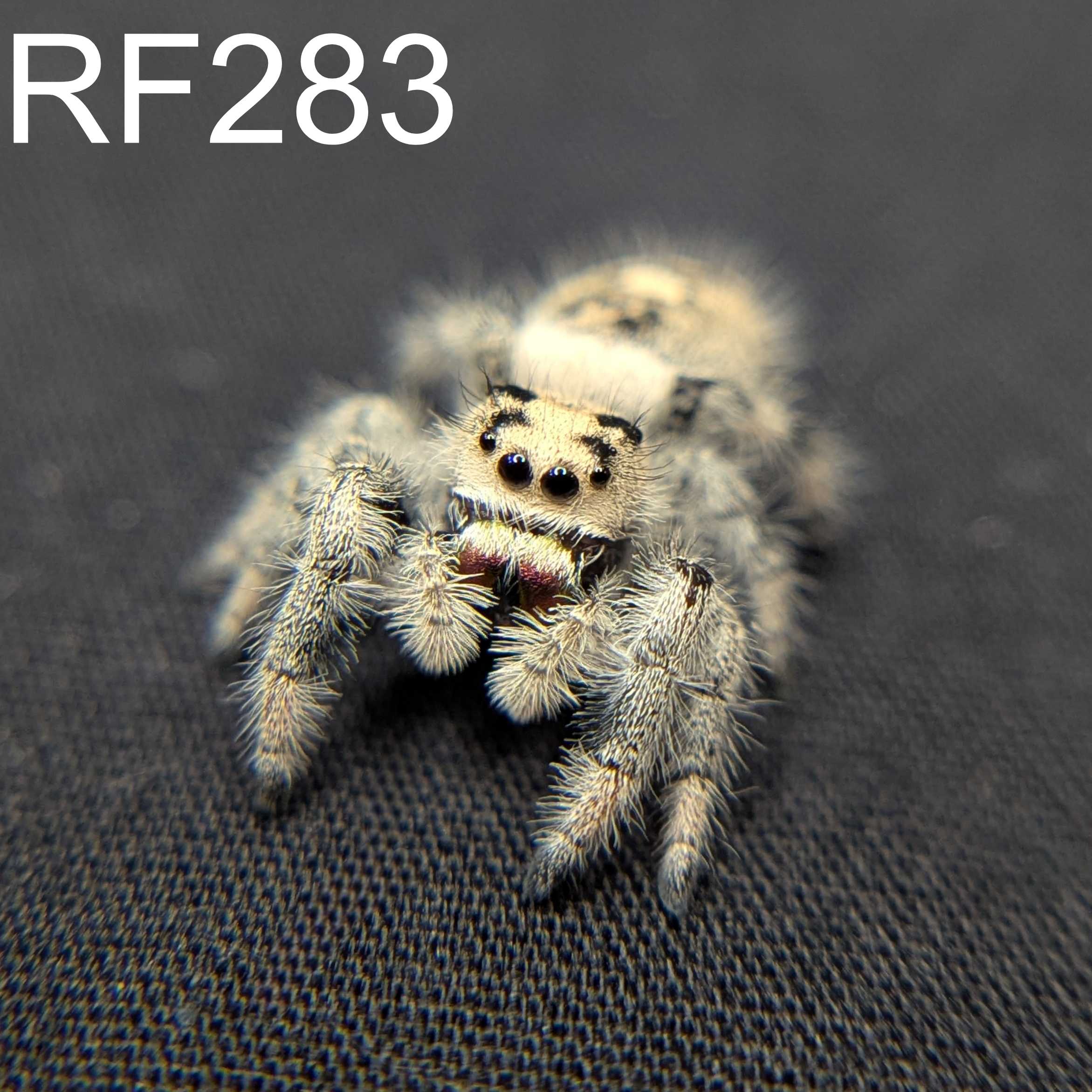 Regal Jumping Spider "Wafer"
