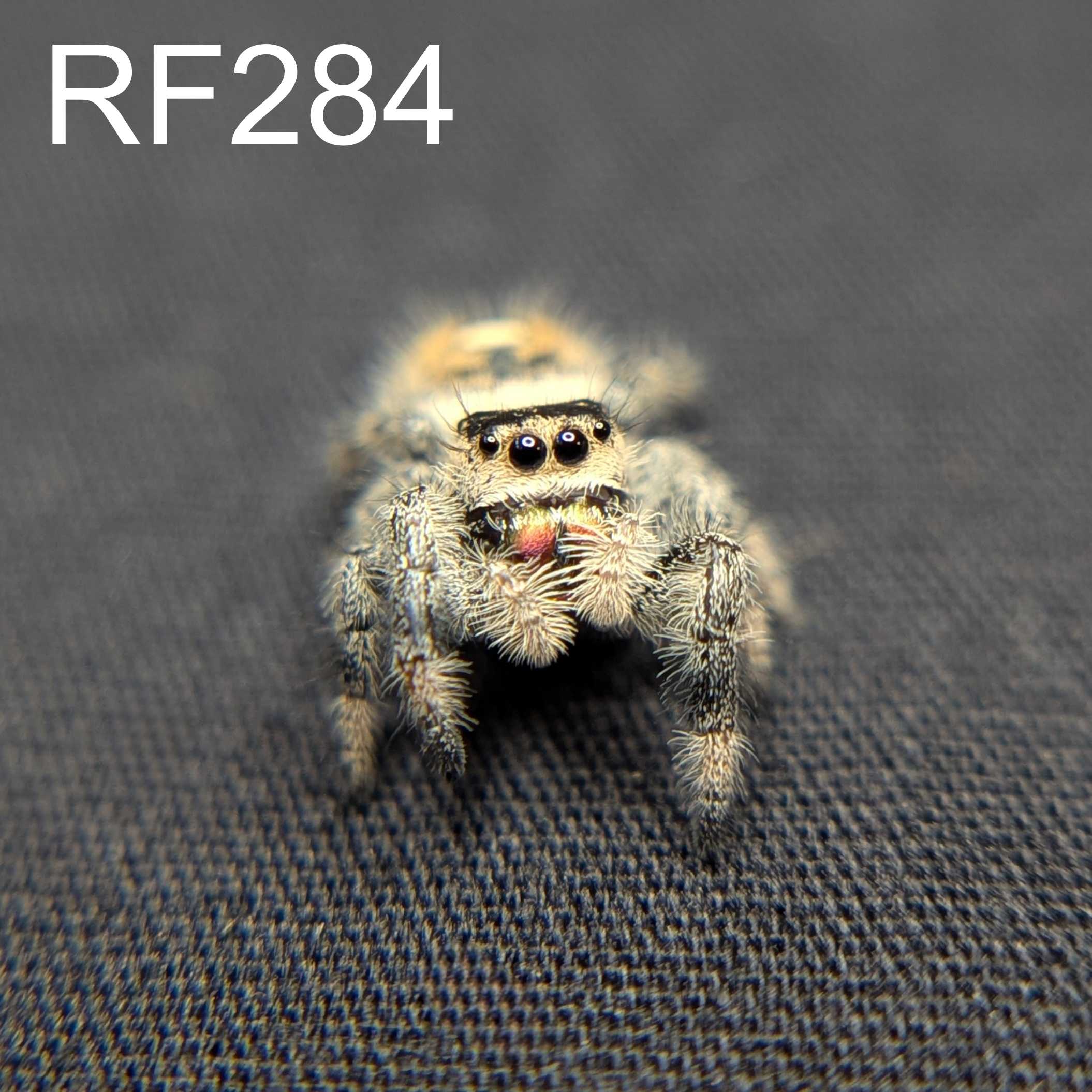 Regal Jumping Spider "Citrus"