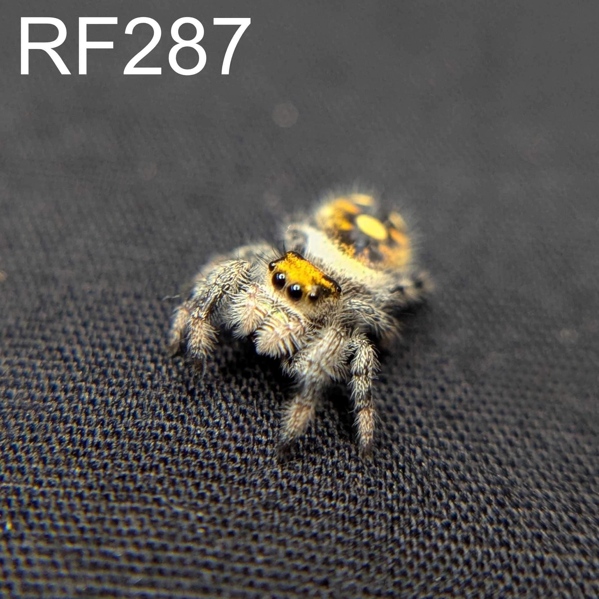 Regal Jumping Spider "Lemon"