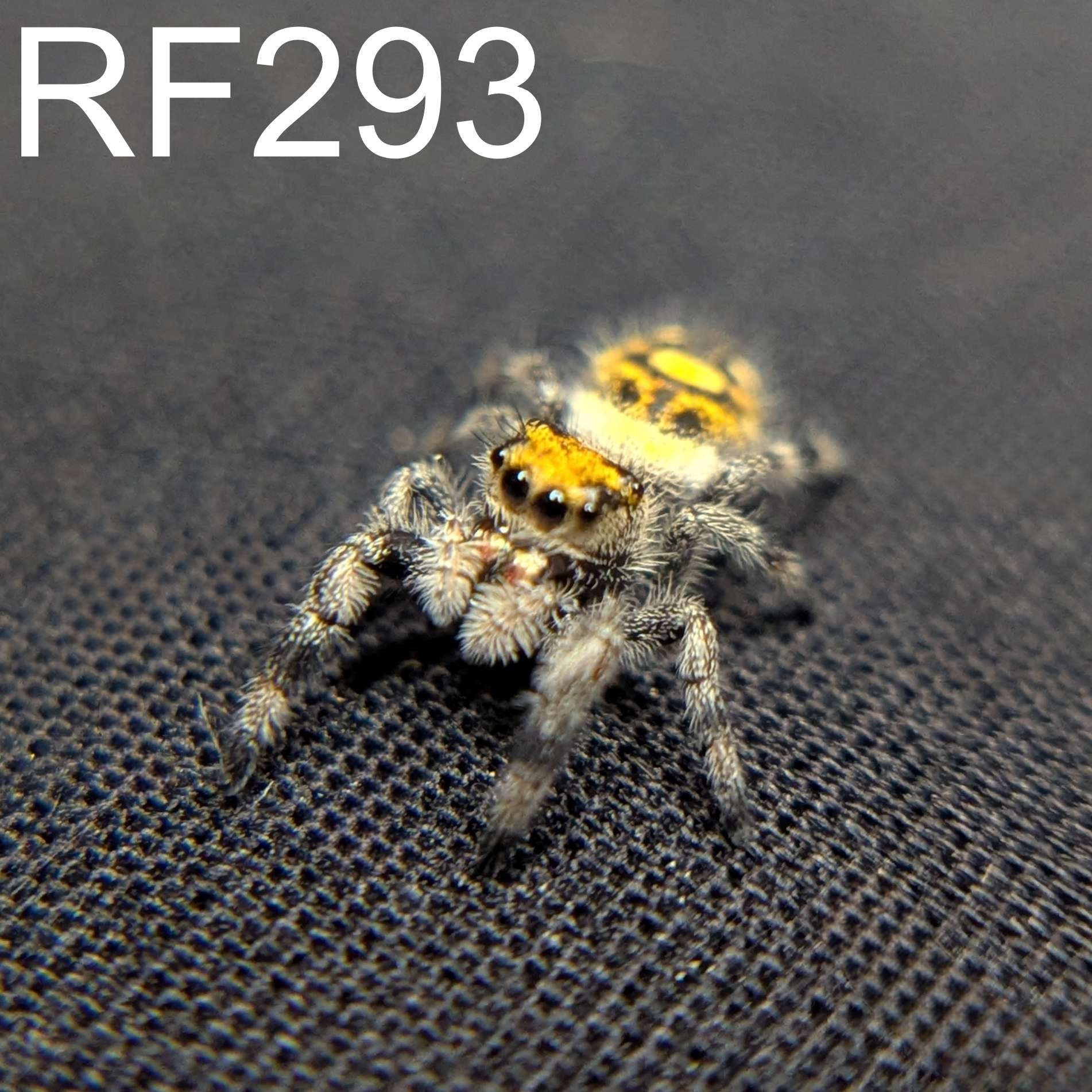 Regal Jumping Spider "Tropical"