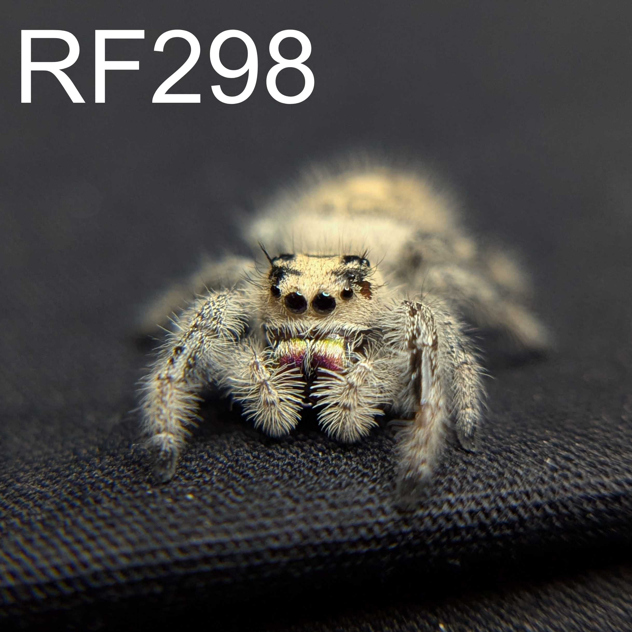 Regal Jumping Spider "Yogurt"