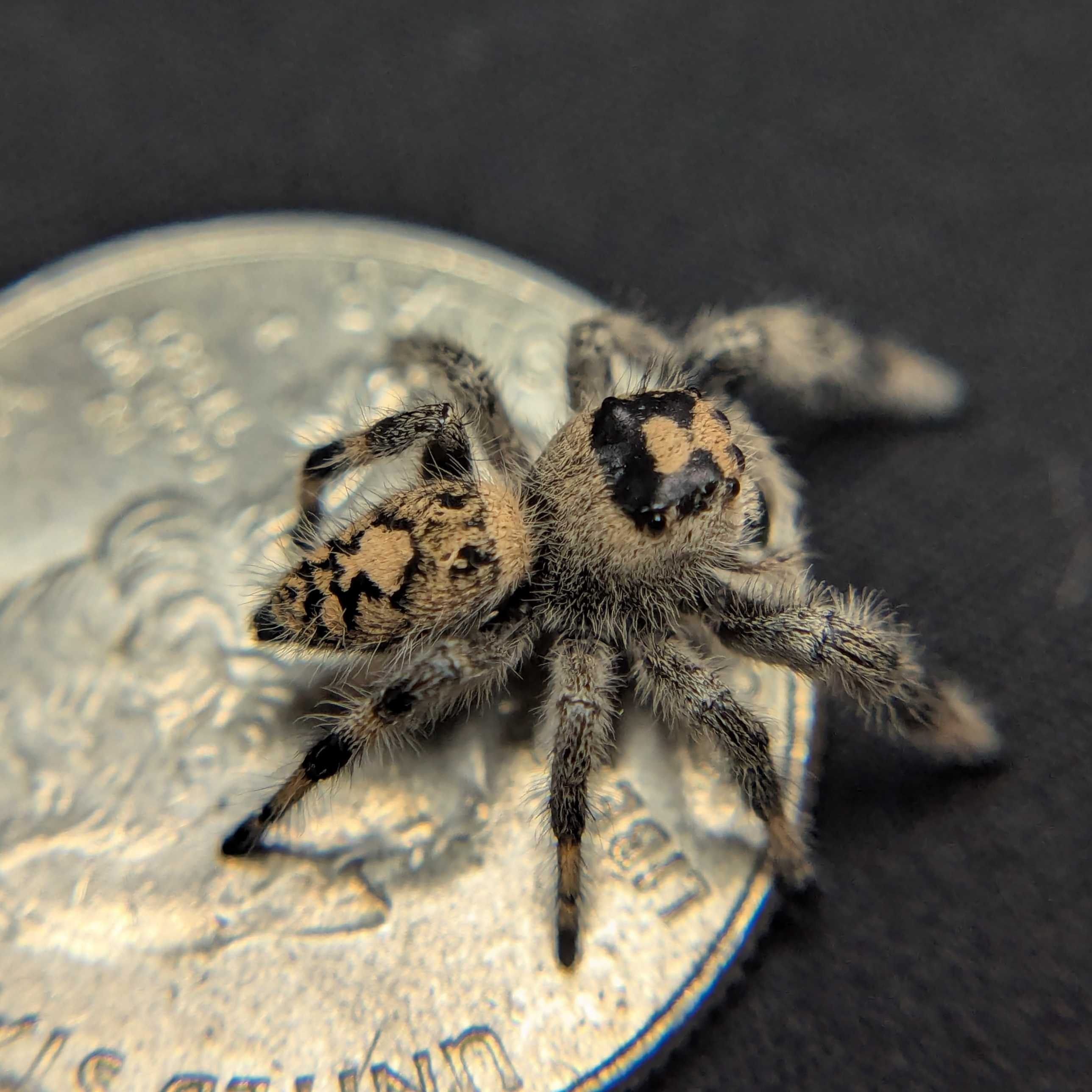Regal Jumping Spider "Wine"
