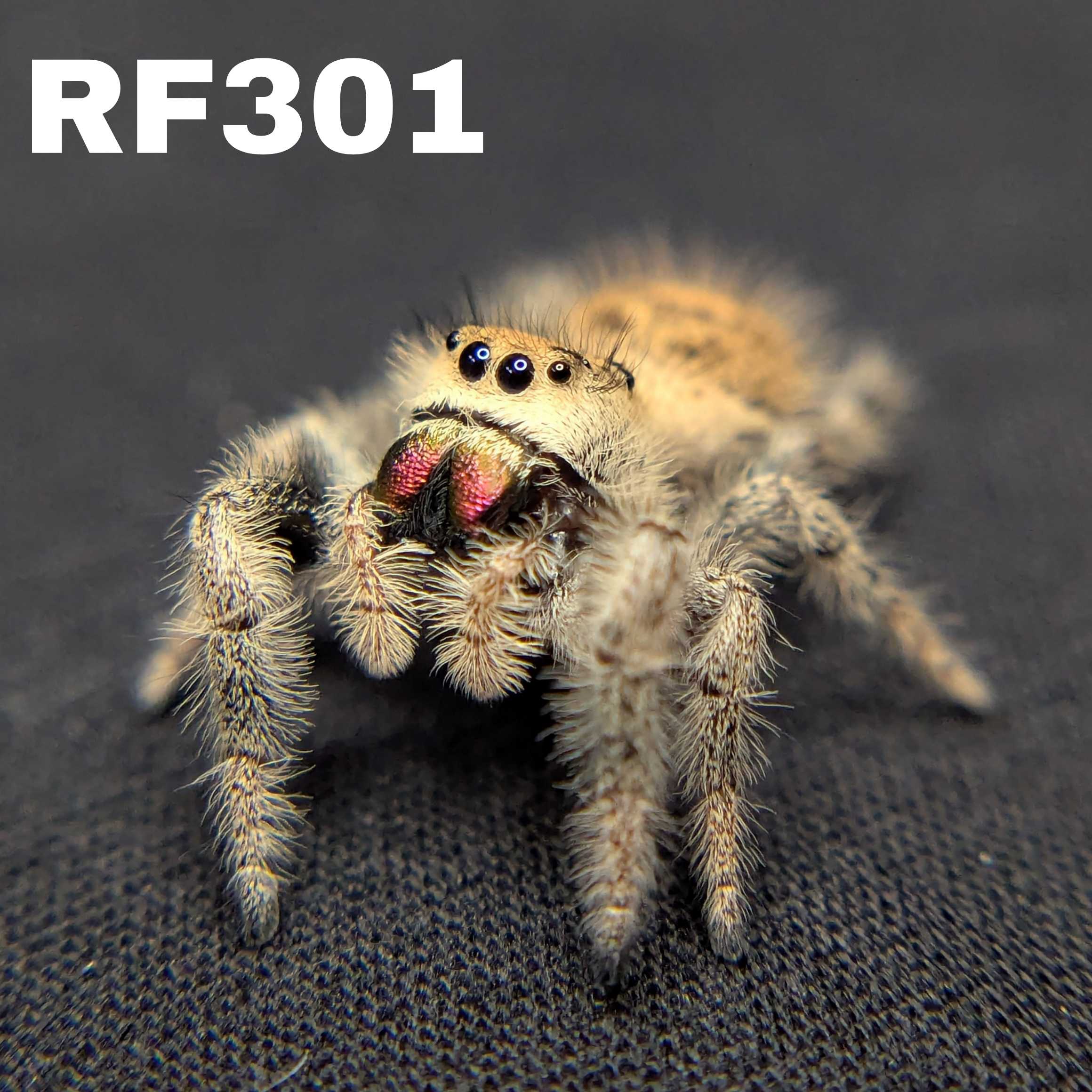 Regal Jumping Spider "Sunblush"