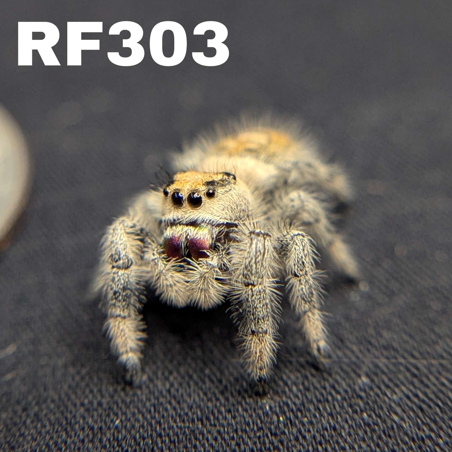 Regal Jumping Spider "Paradise"