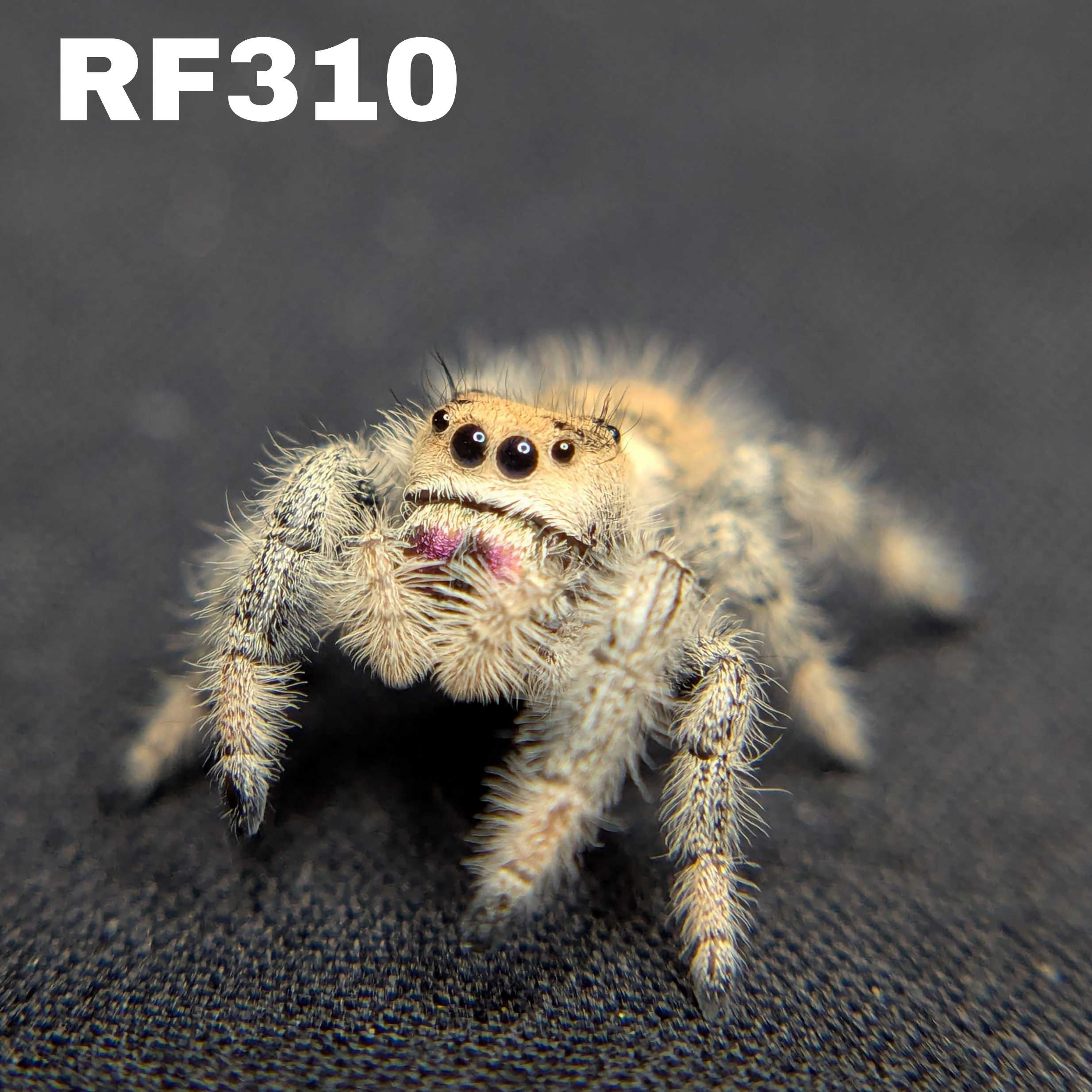 Regal Jumping Spider "Strawberry"
