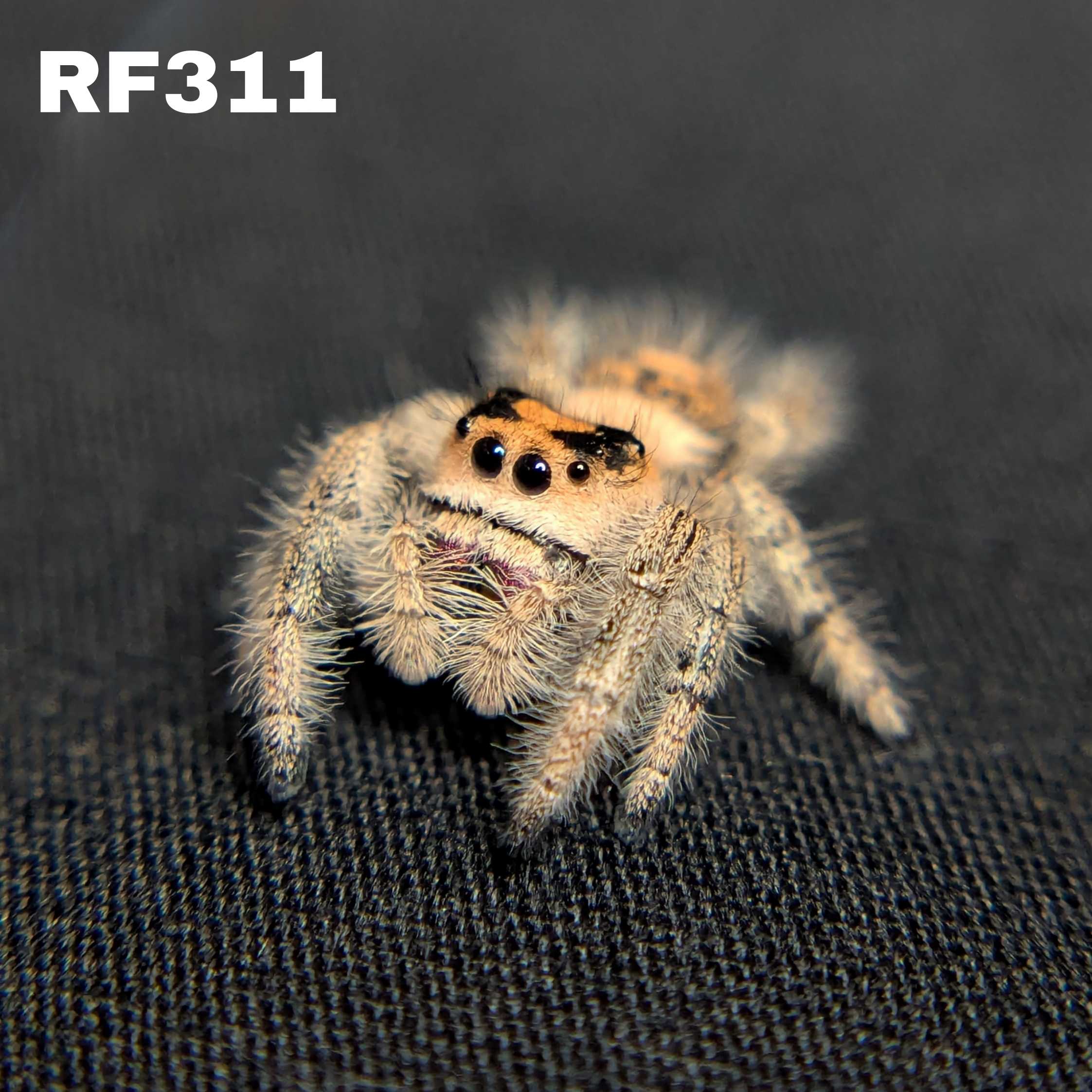 Regal Jumping Spider "Dream"