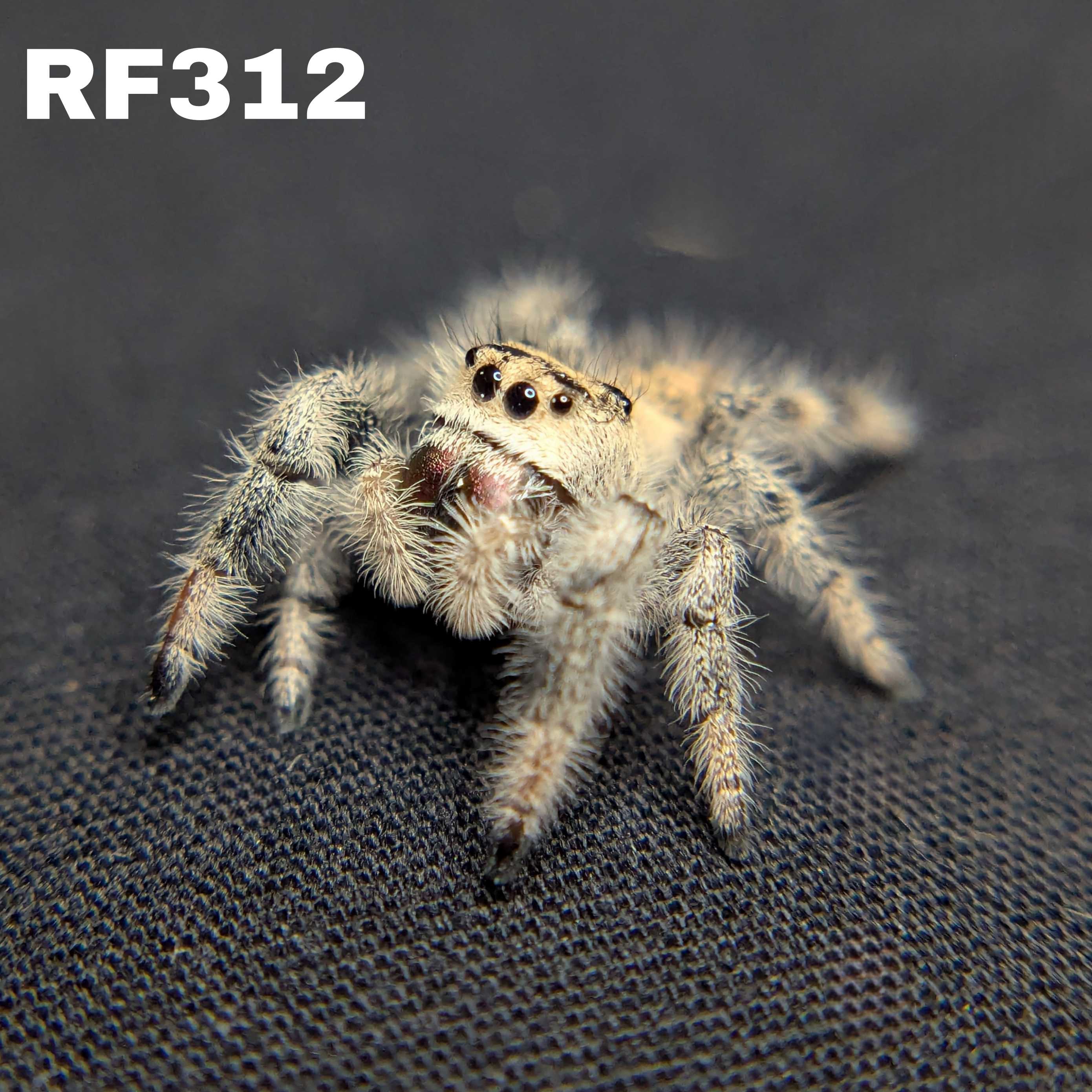 Regal Jumping Spider "Mozzarella"