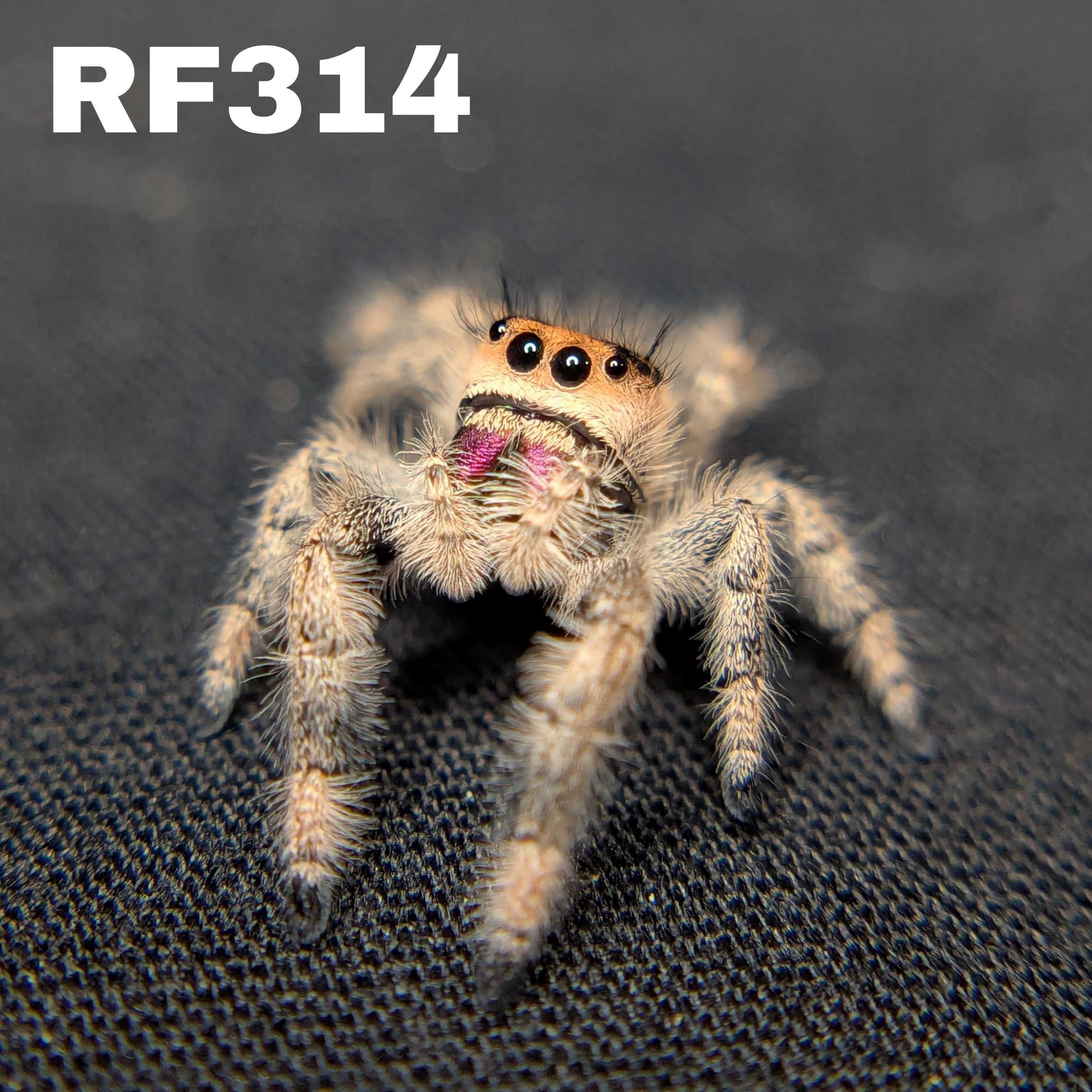 Regal Jumping Spider "Rose"