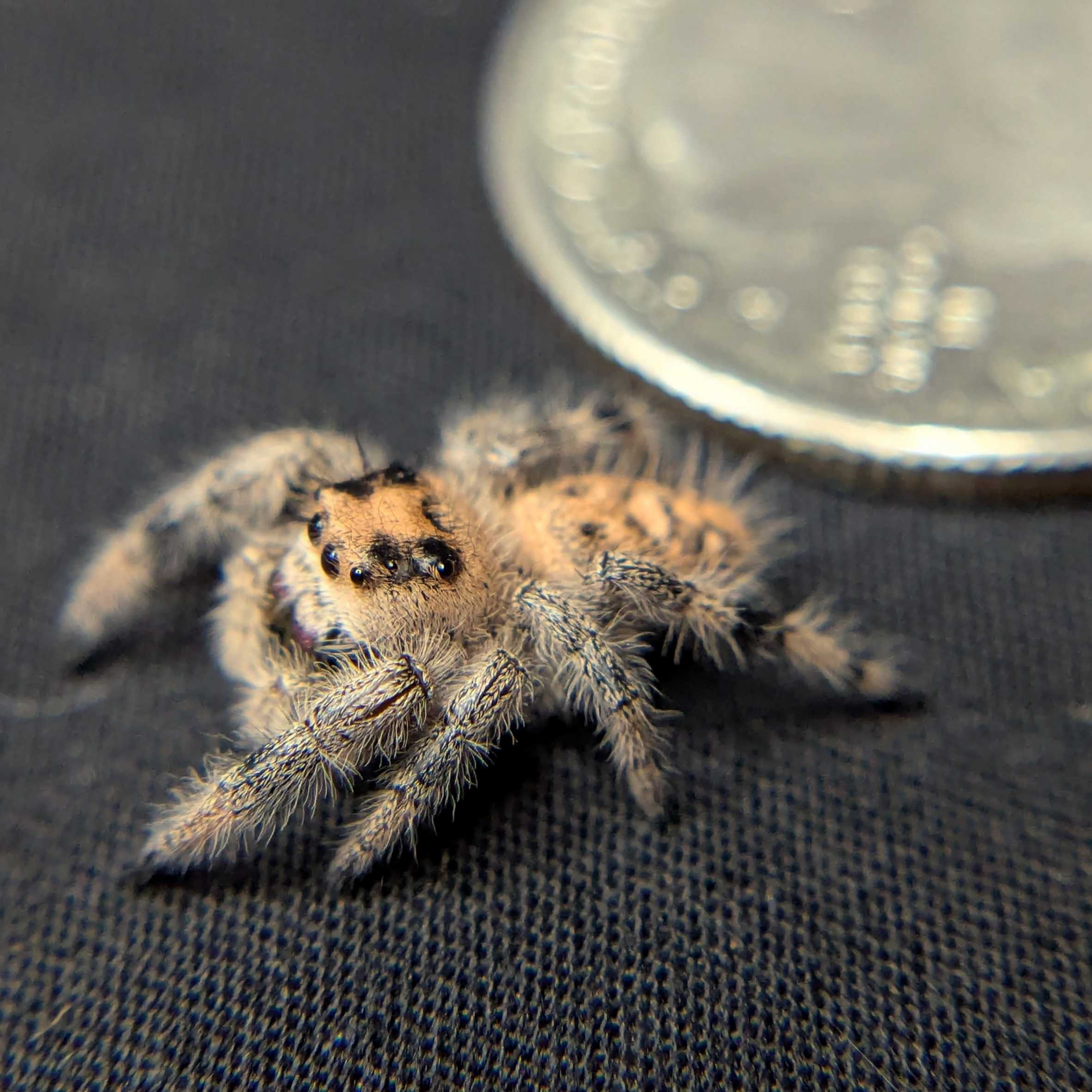 Regal Jumping Spider "Pumpkin"