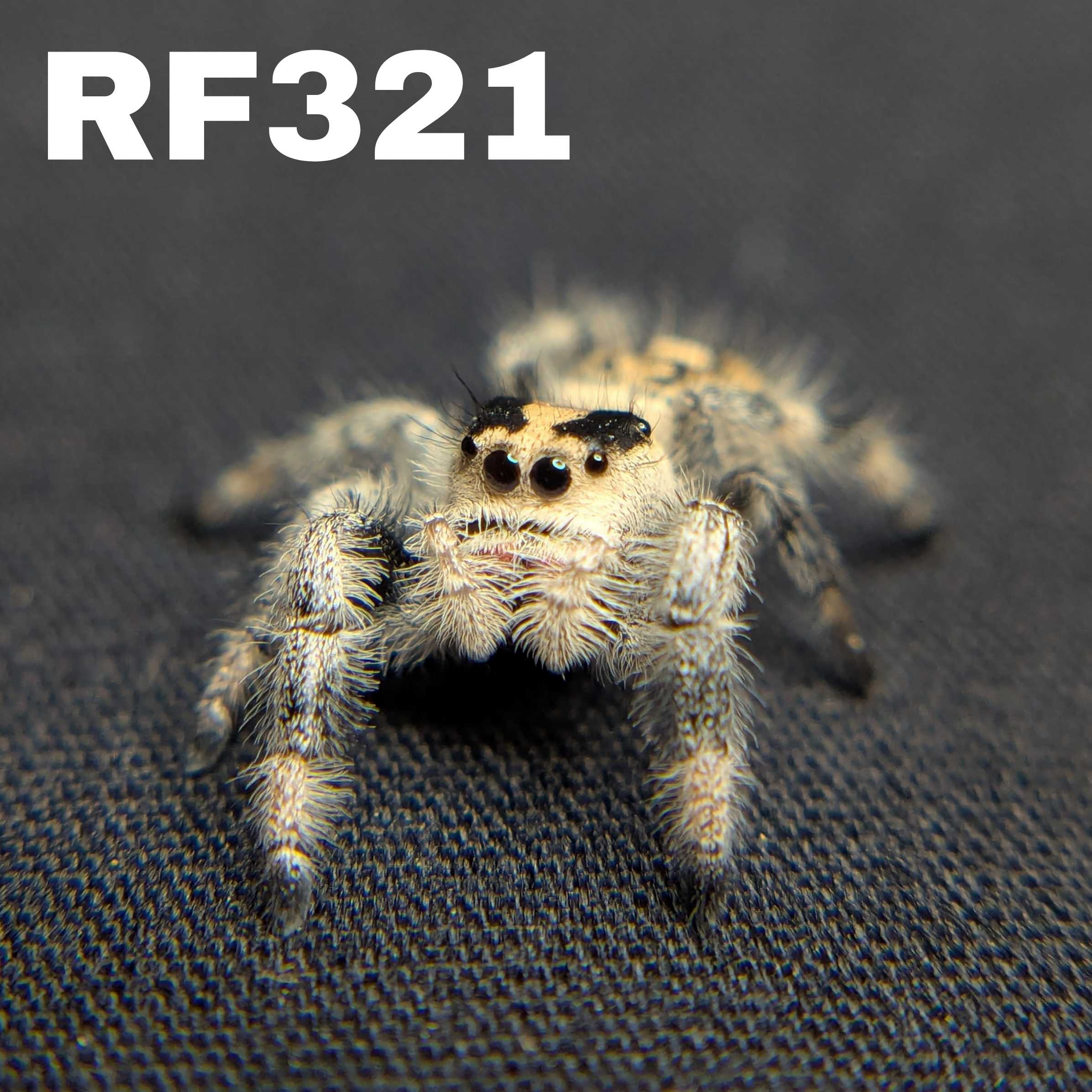 Regal Jumping Spider "Gelato"