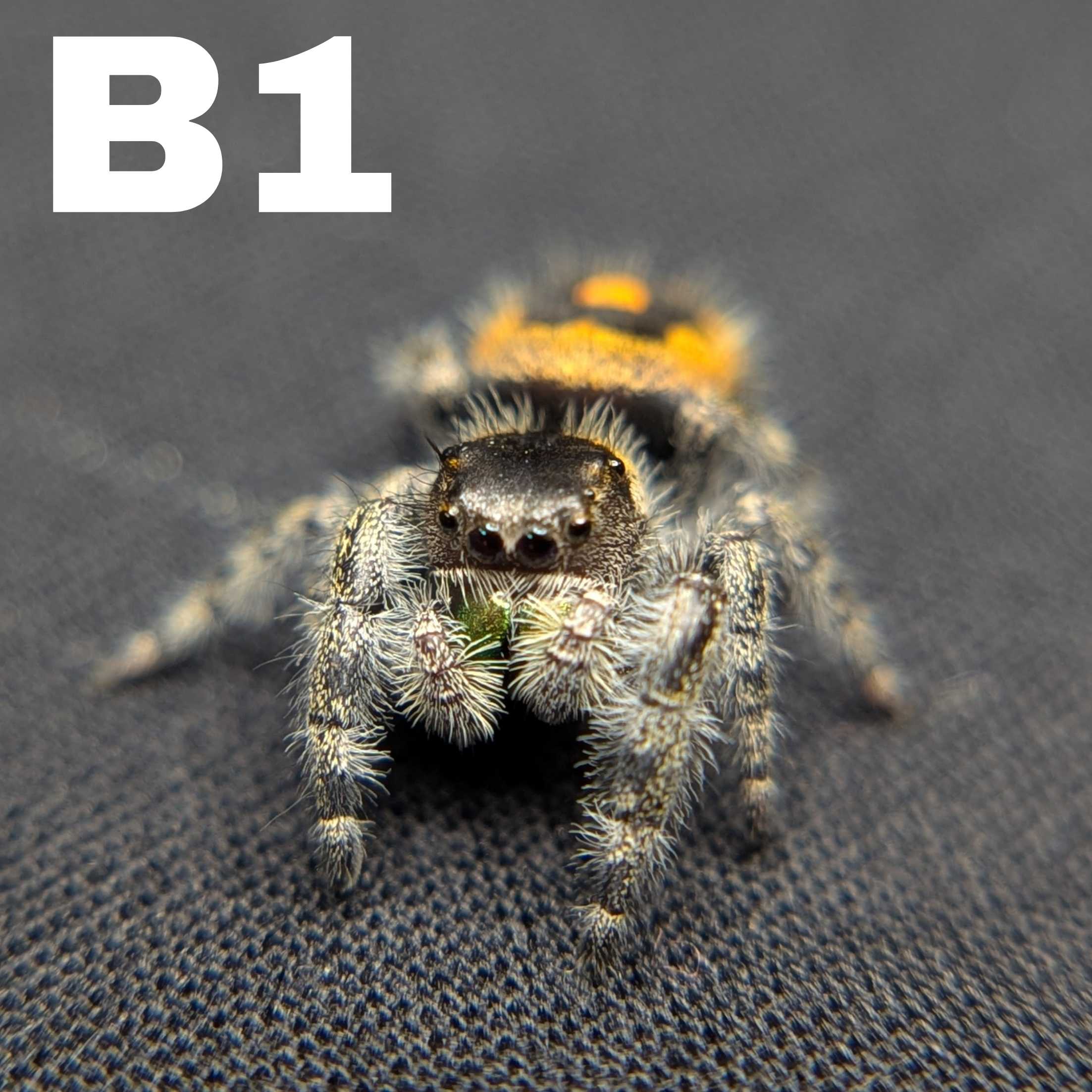 Audax Bryantae Jumping Spider “Jack-O’-Lantern”