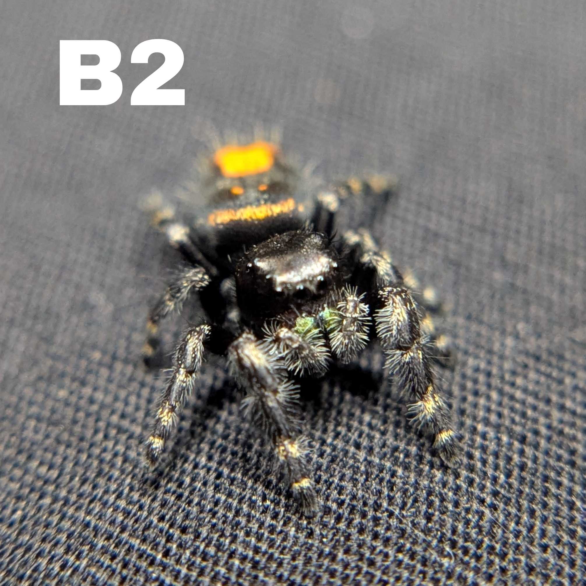 Audax Bryantae Jumping Spider “Pumpkin King”