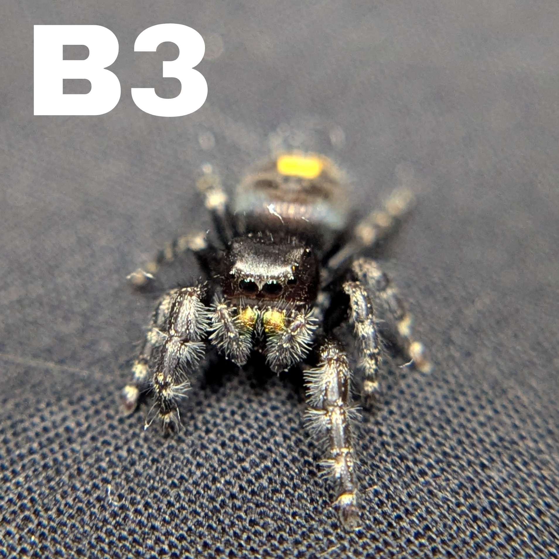 Audax Bryantae Jumping Spider “Scarecrow”