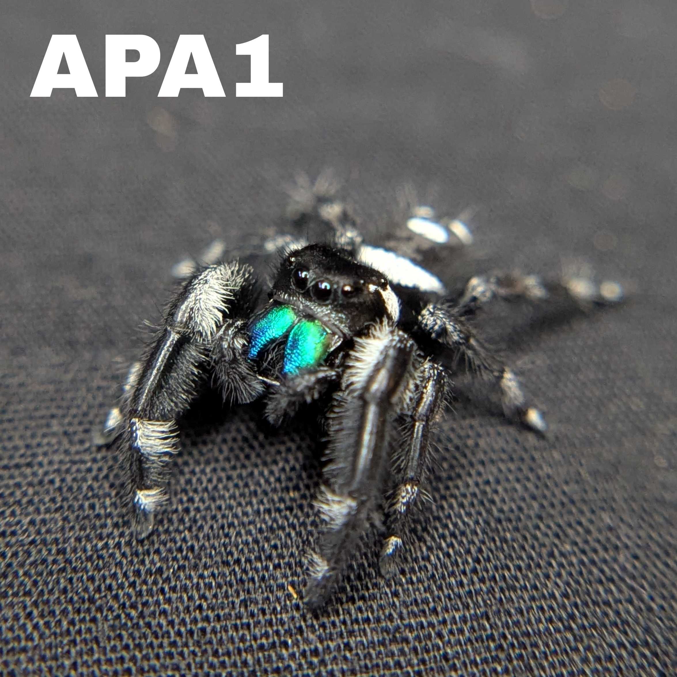 (Apalachicola Locale) Regal Jumping Spider “Phantom”