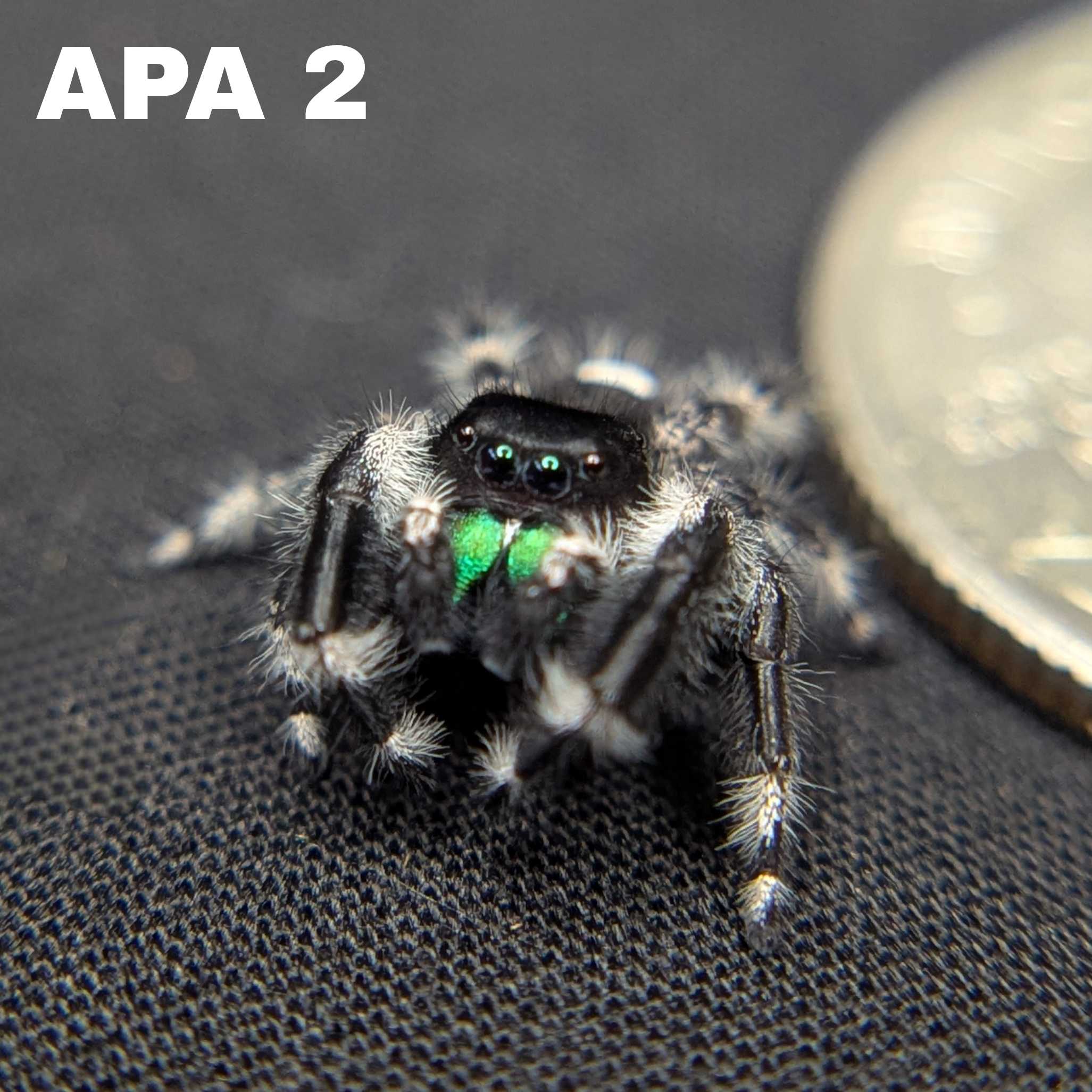 (Apalachicola Locale) Regal Jumping Spider “Beetlejuice”