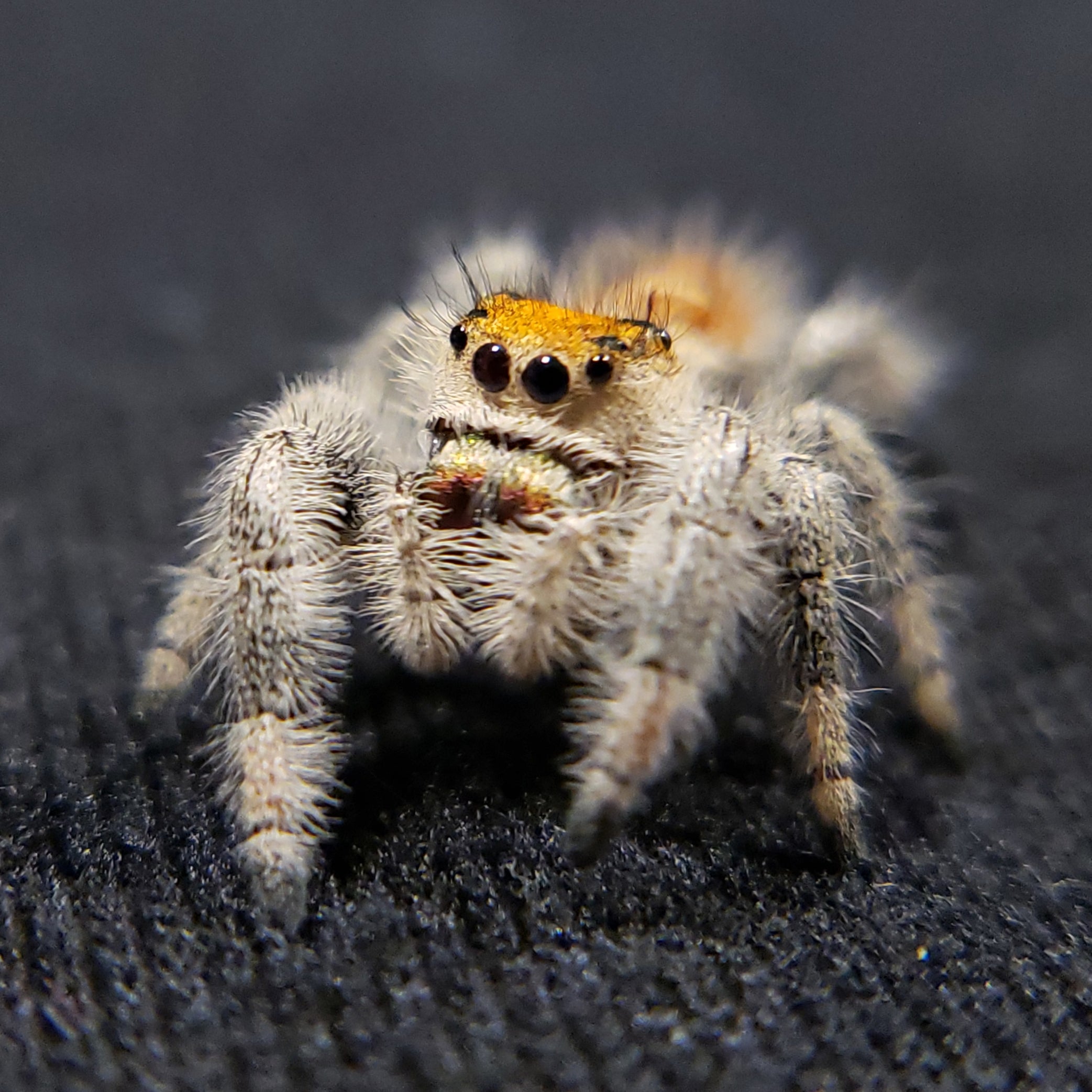 Tropical Regal Jumping Spider - Jumping Spiders For Sale - Spiders Source - #1 Regal Jumping Spider Store