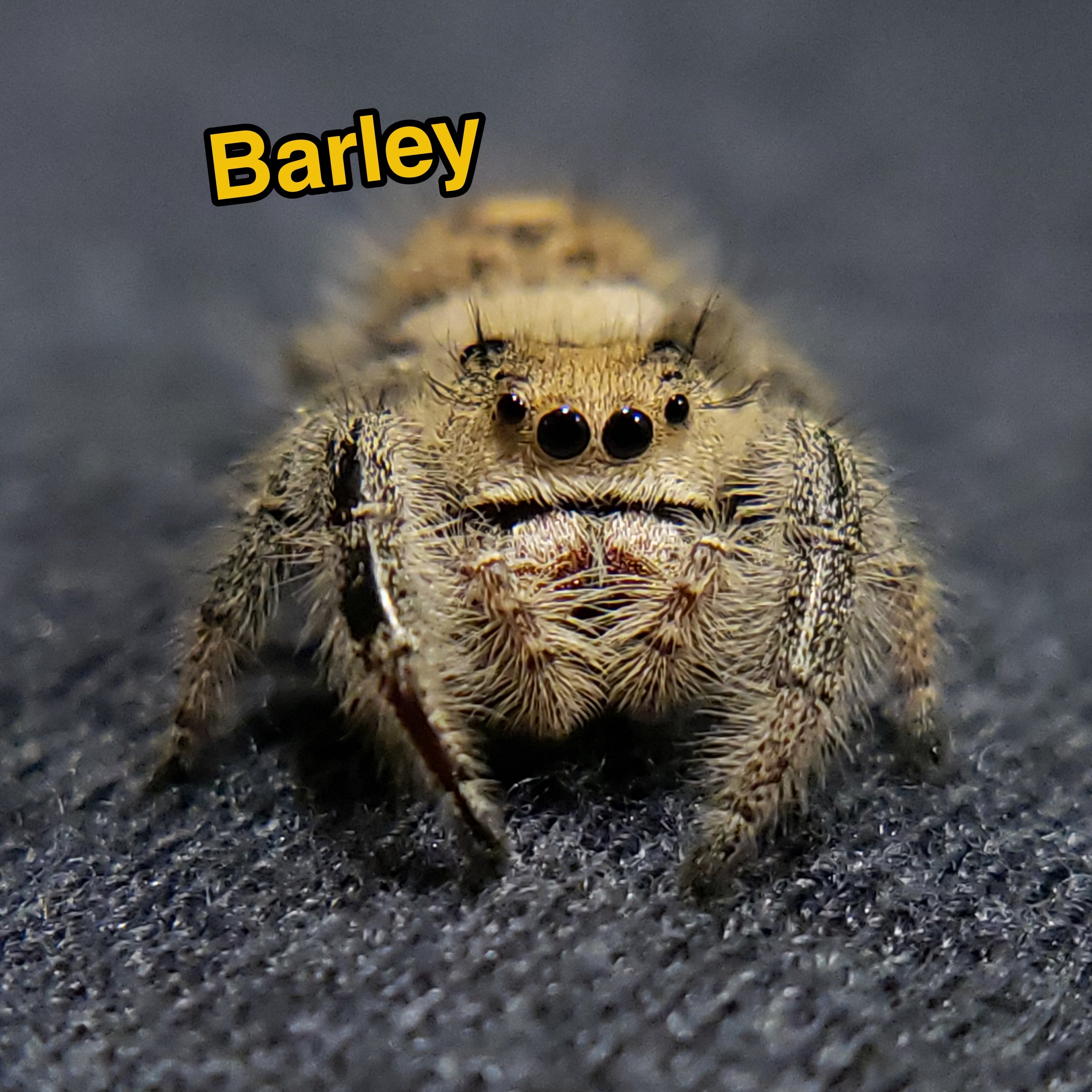 Jumping Spider For Sale, Barley, Salticidae