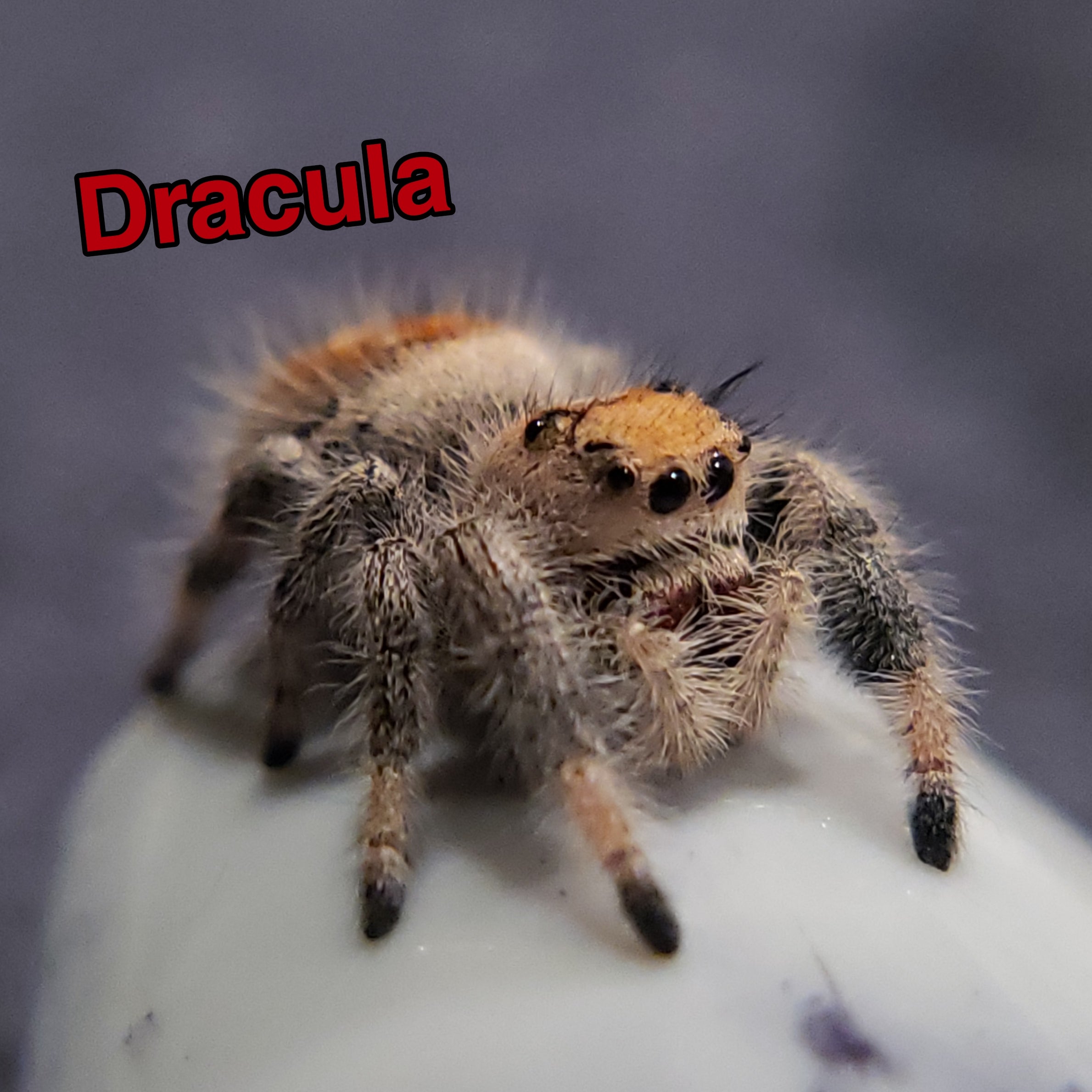 Jumping Spider For Sale, Dracula, Salticidae