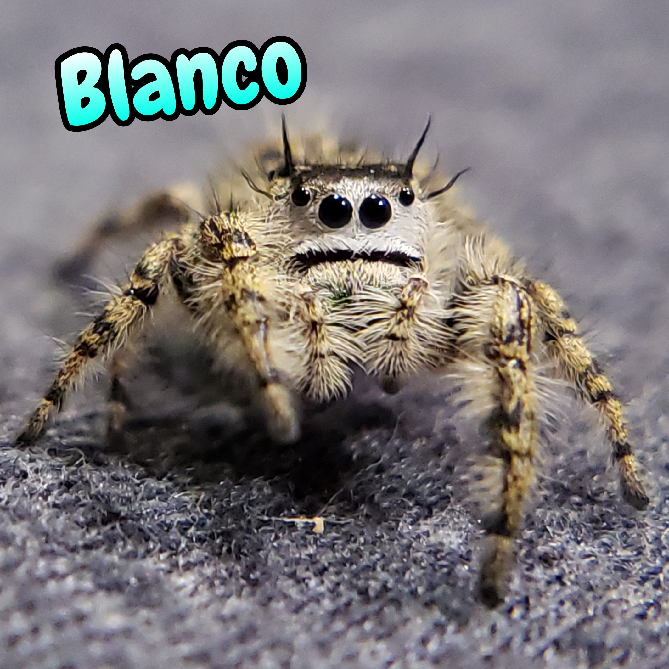 Otiosus Jumping Spider "Blanco" (High White)