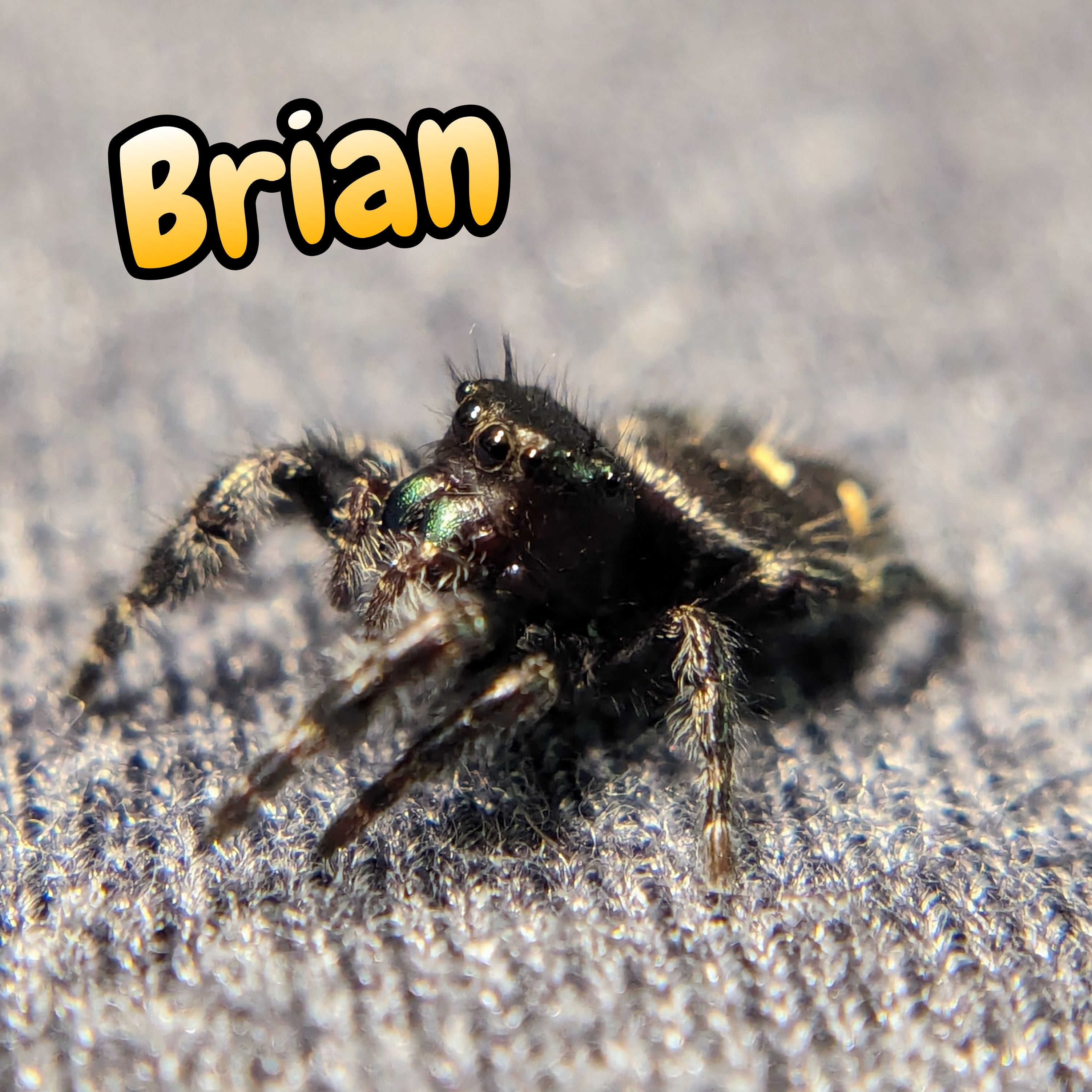 Audax Jumping Spider "Brian"