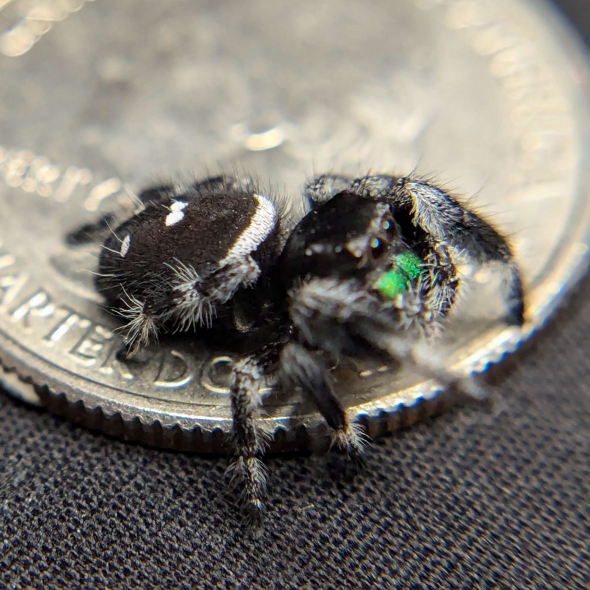 Regal Jumping Spider "Night"