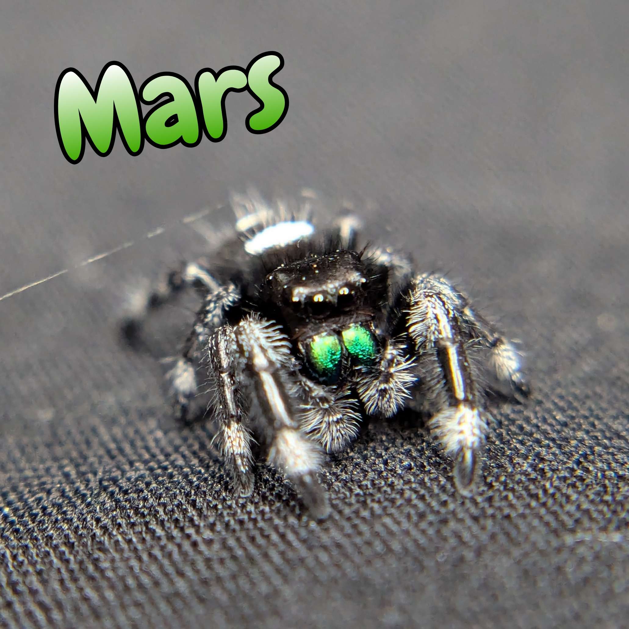 jumping spider for sale named mars, front view