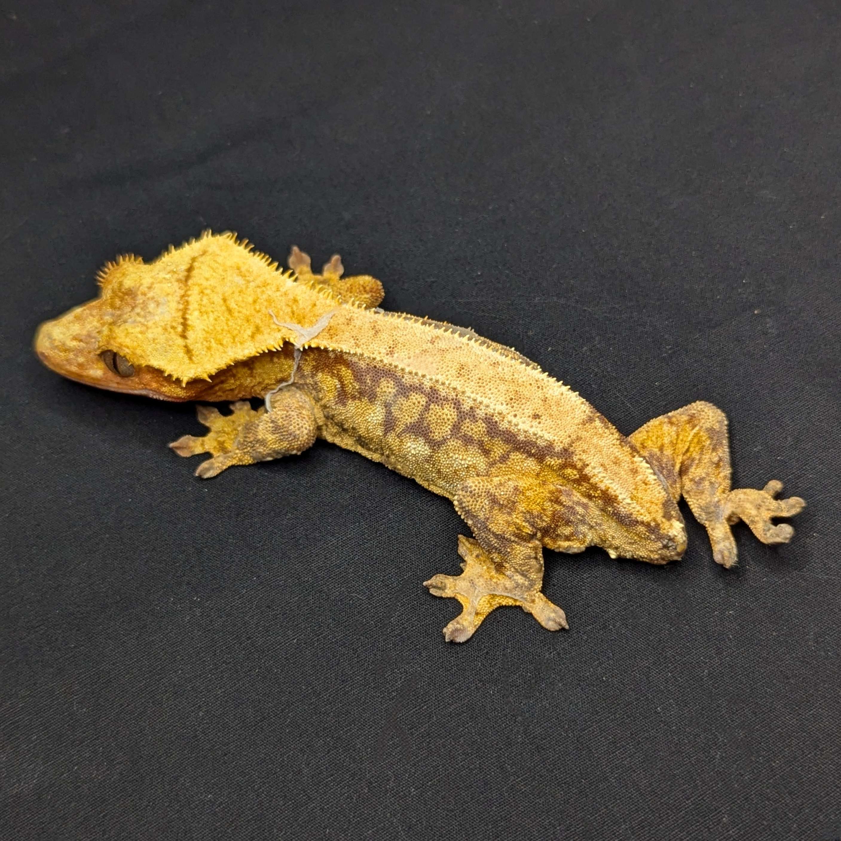 Adult Female Extreme Harlequin Crested Gecko with a Red Base "Taki"