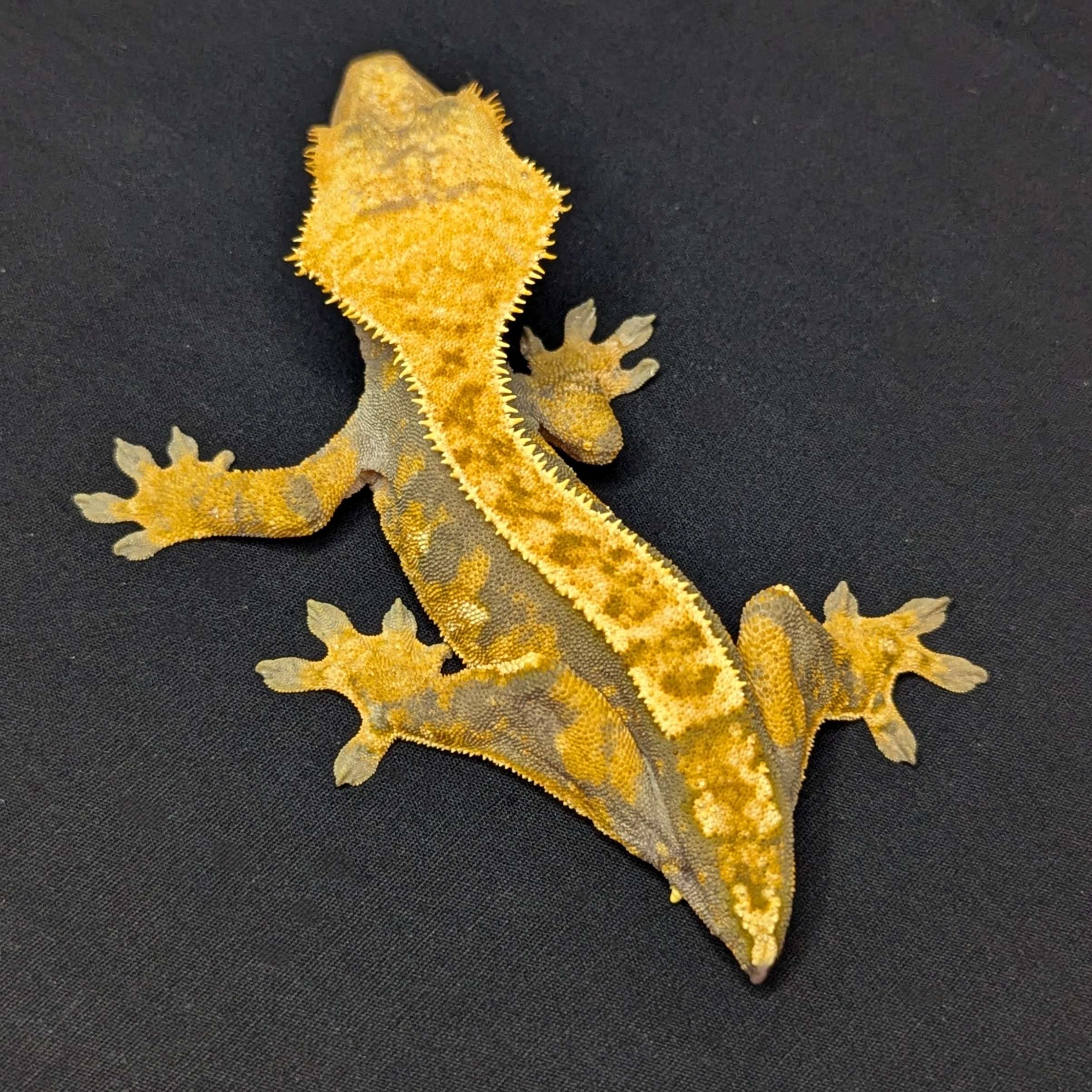 Adult Female Harlequin Crested Gecko "Butter Bean"
