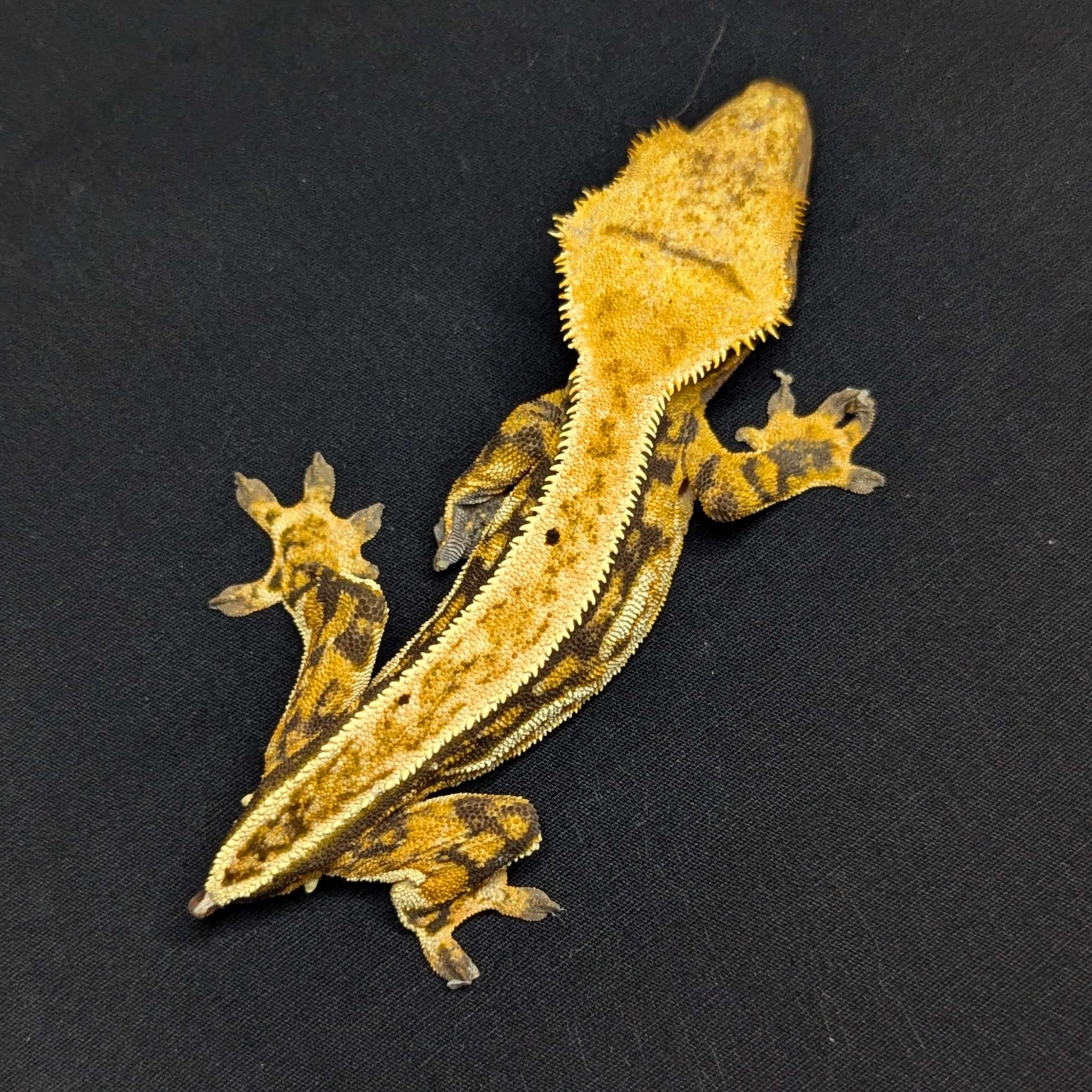 Adult Female Tricolor Full Pinstripe Crested Gecko "Cheetah"