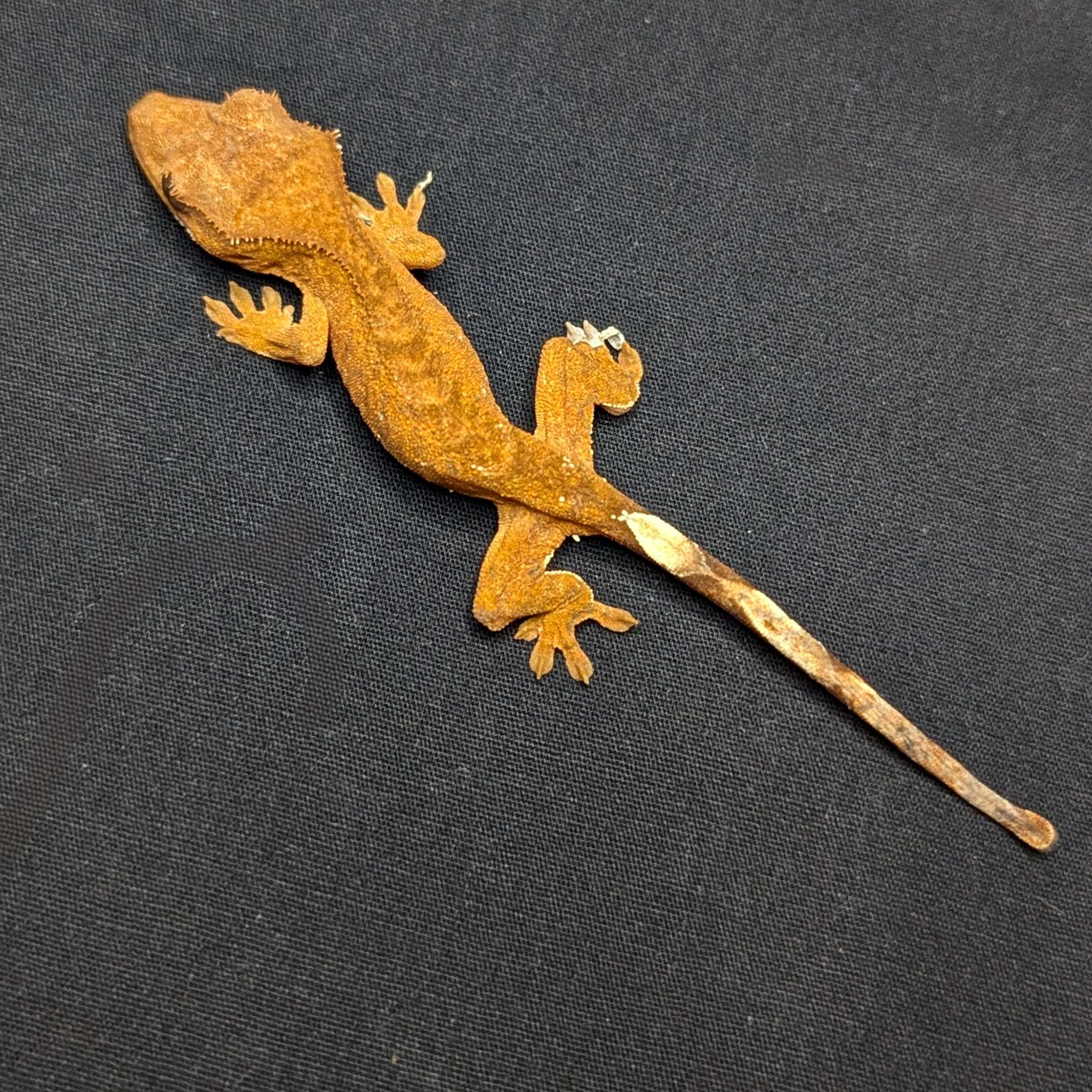 Juvenile Phantom Partial Pinstripe Crested Gecko "Sienna"