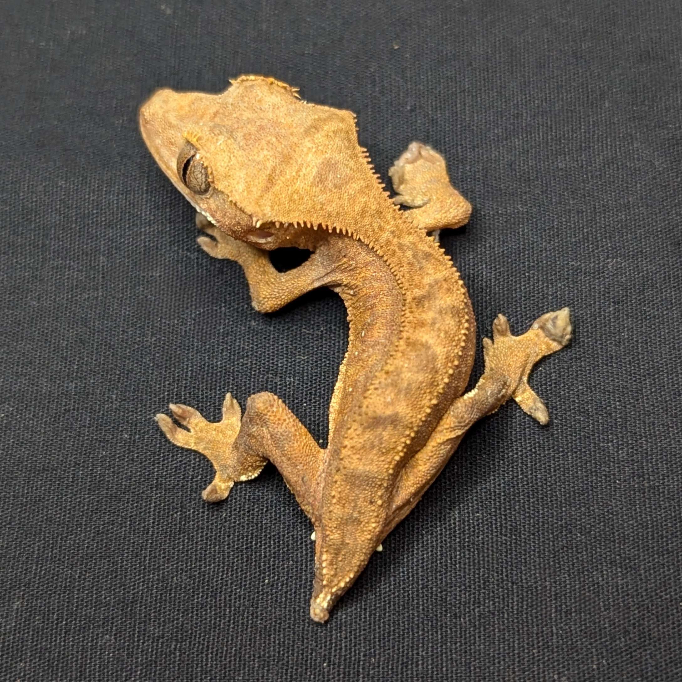 Juvenile Phantom Crested Gecko "Boba"
