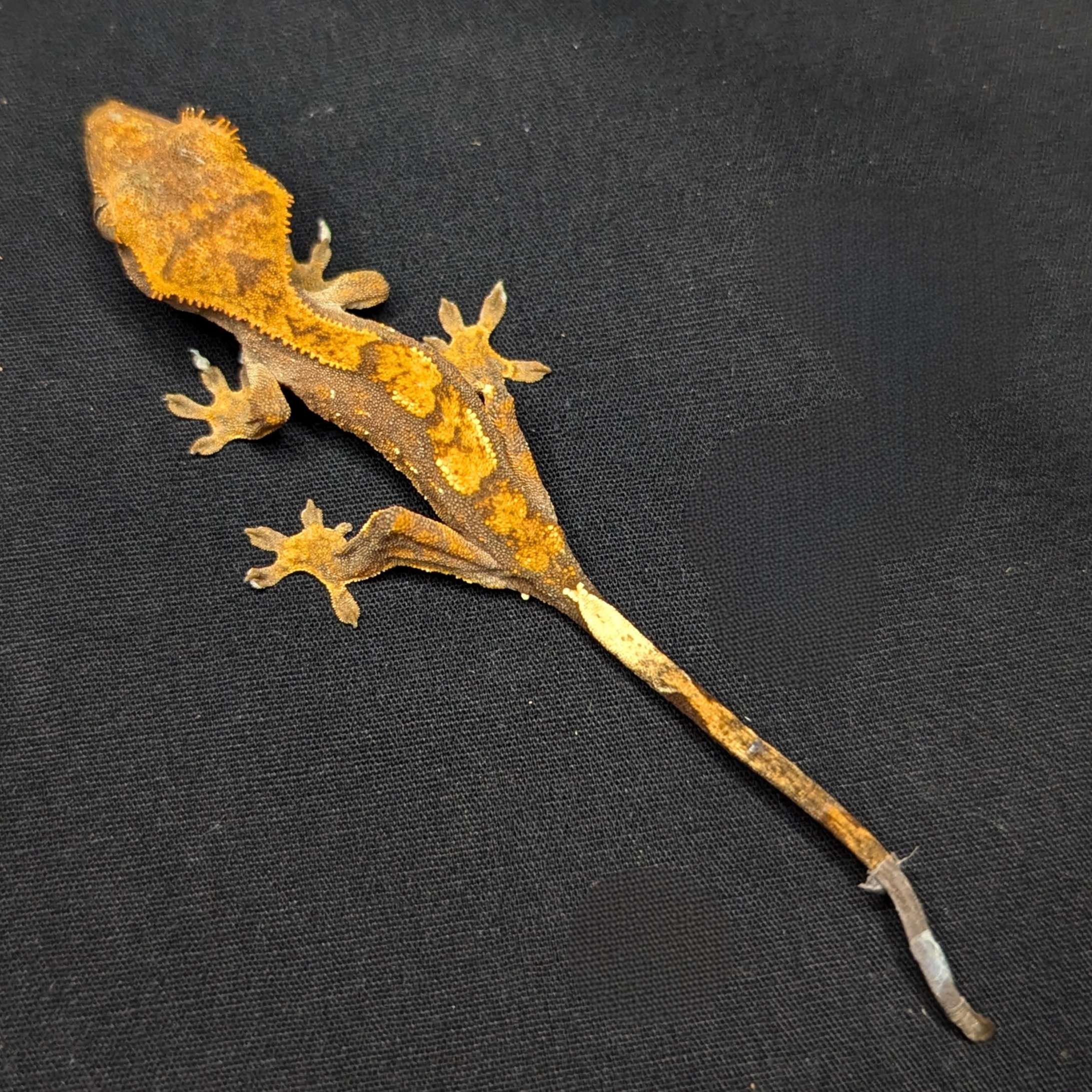 Juvenile Harlequin Crested Gecko "Malty"