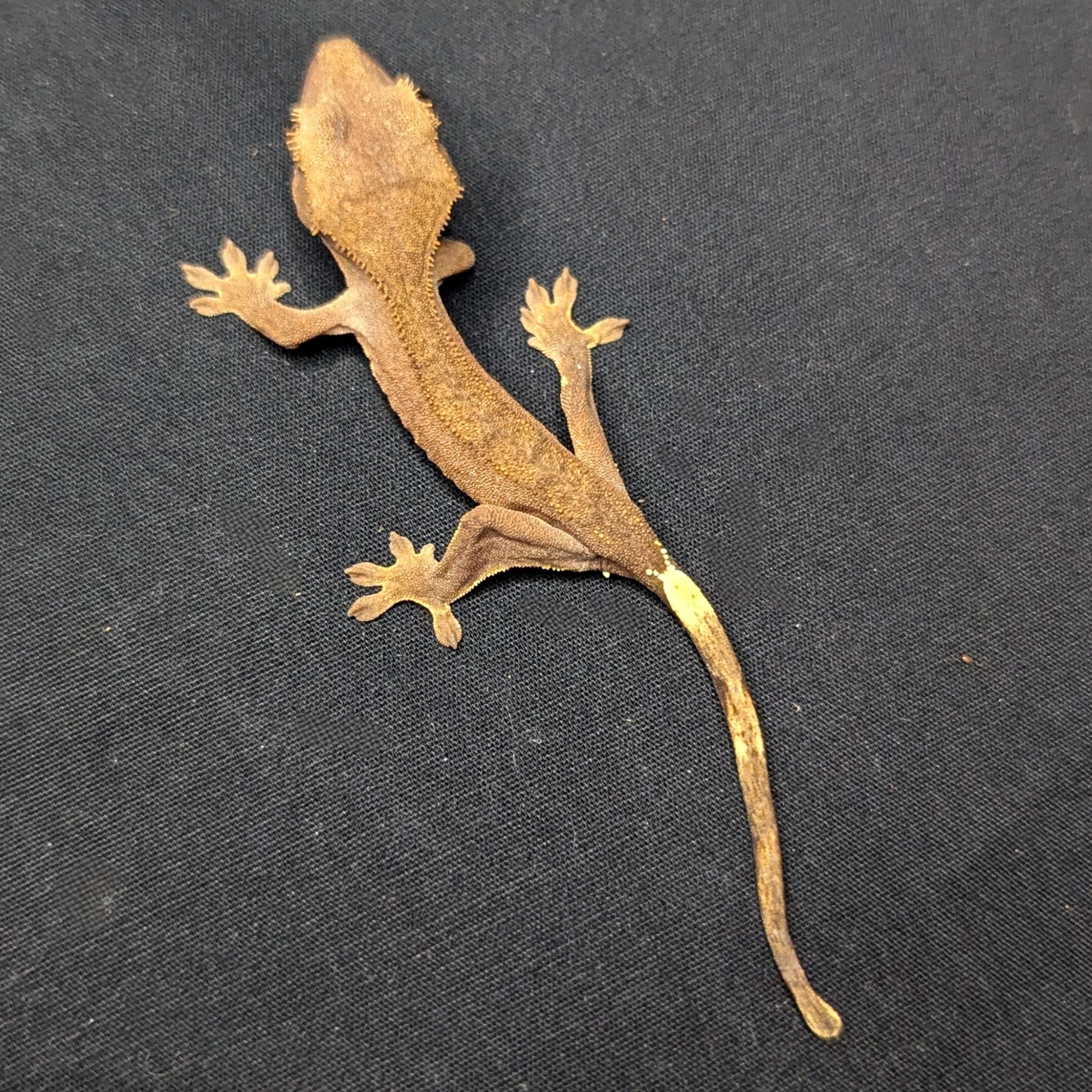 Juvenile Phantom Crested Gecko "Potato"